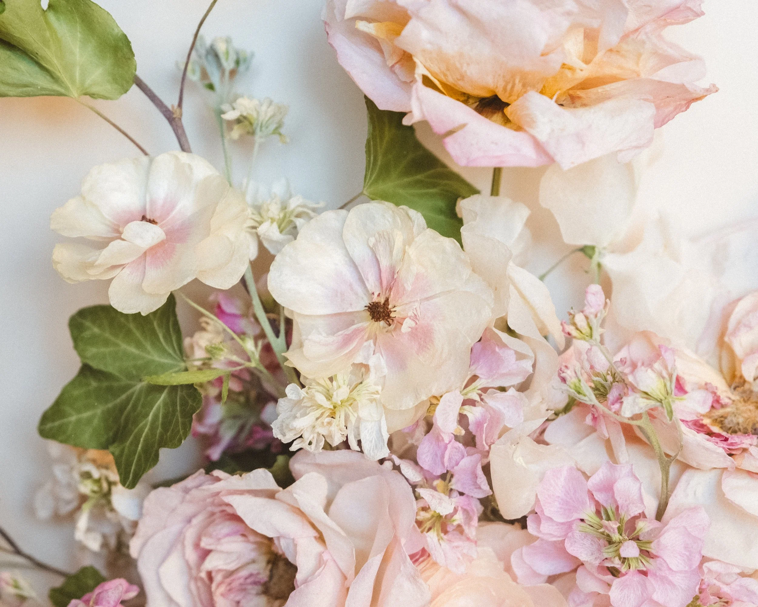 Close-up of light pink and white flowers with green leaves.