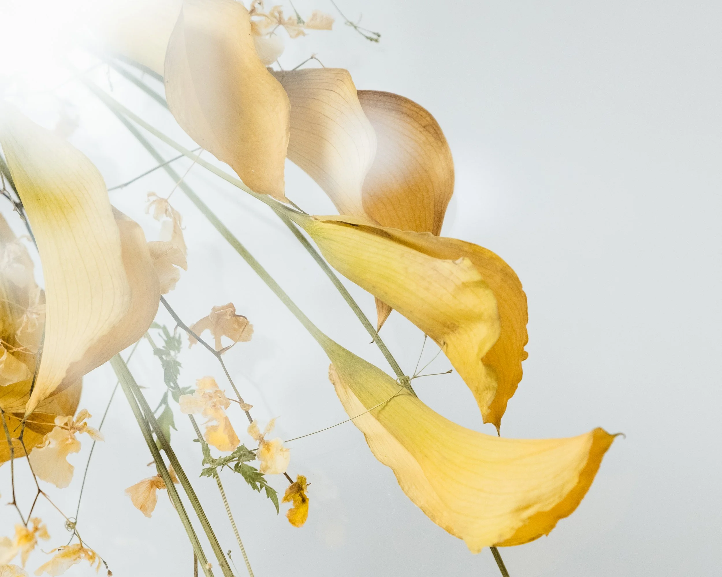 FF_1-31-26-7 (1).jpg