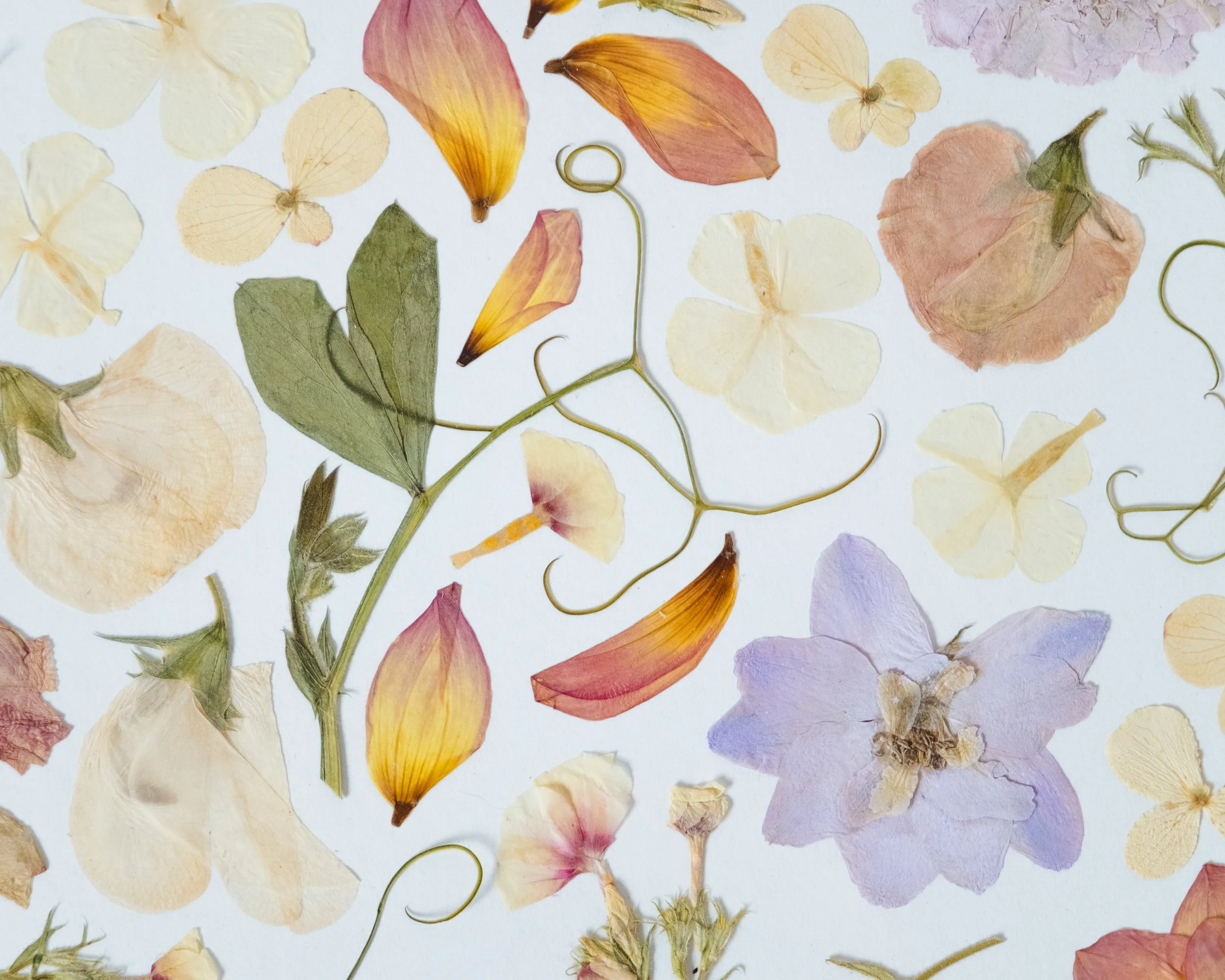 FF_1-31-26-2 (1).jpg