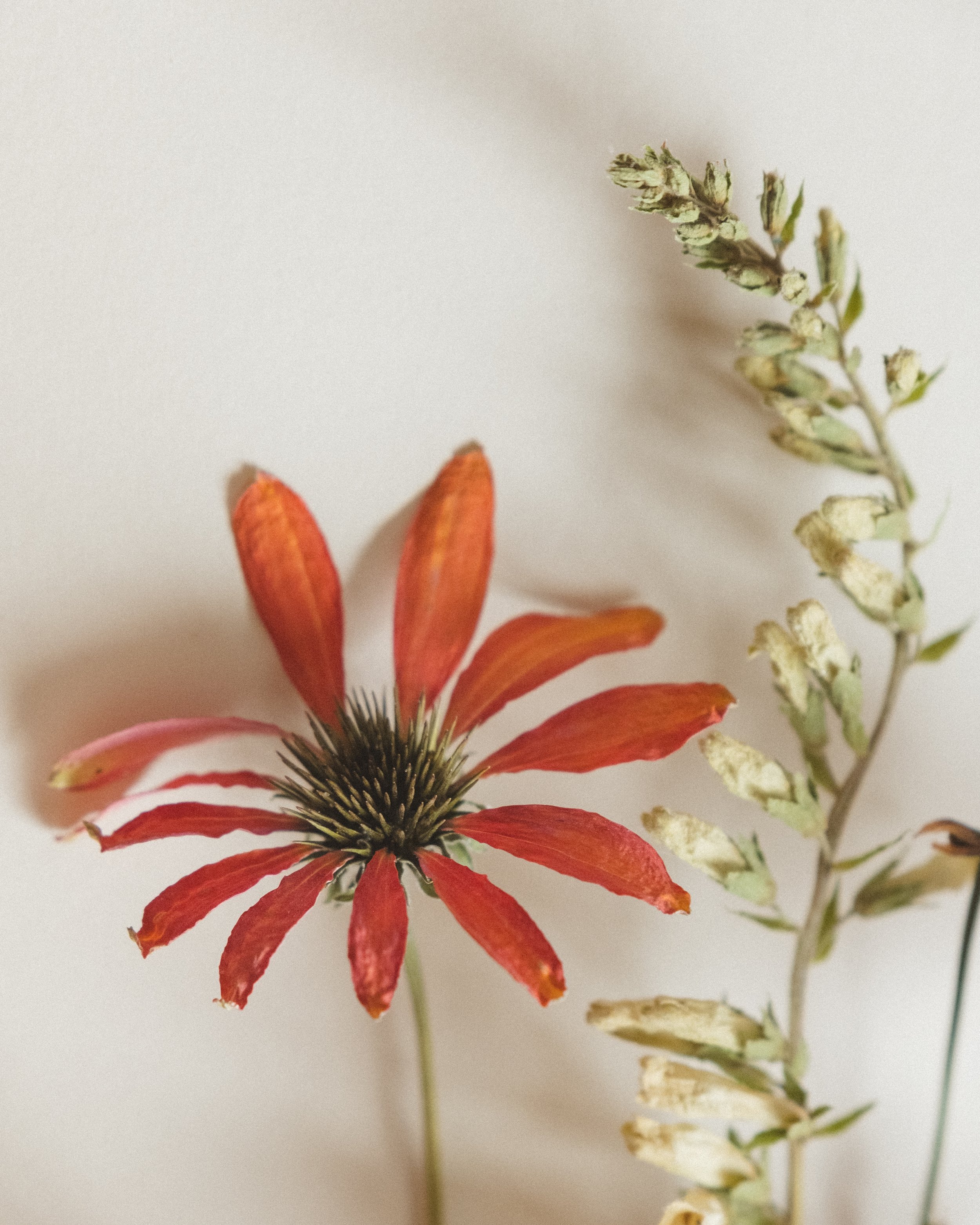 FF_9-11-25-8 (1).jpg