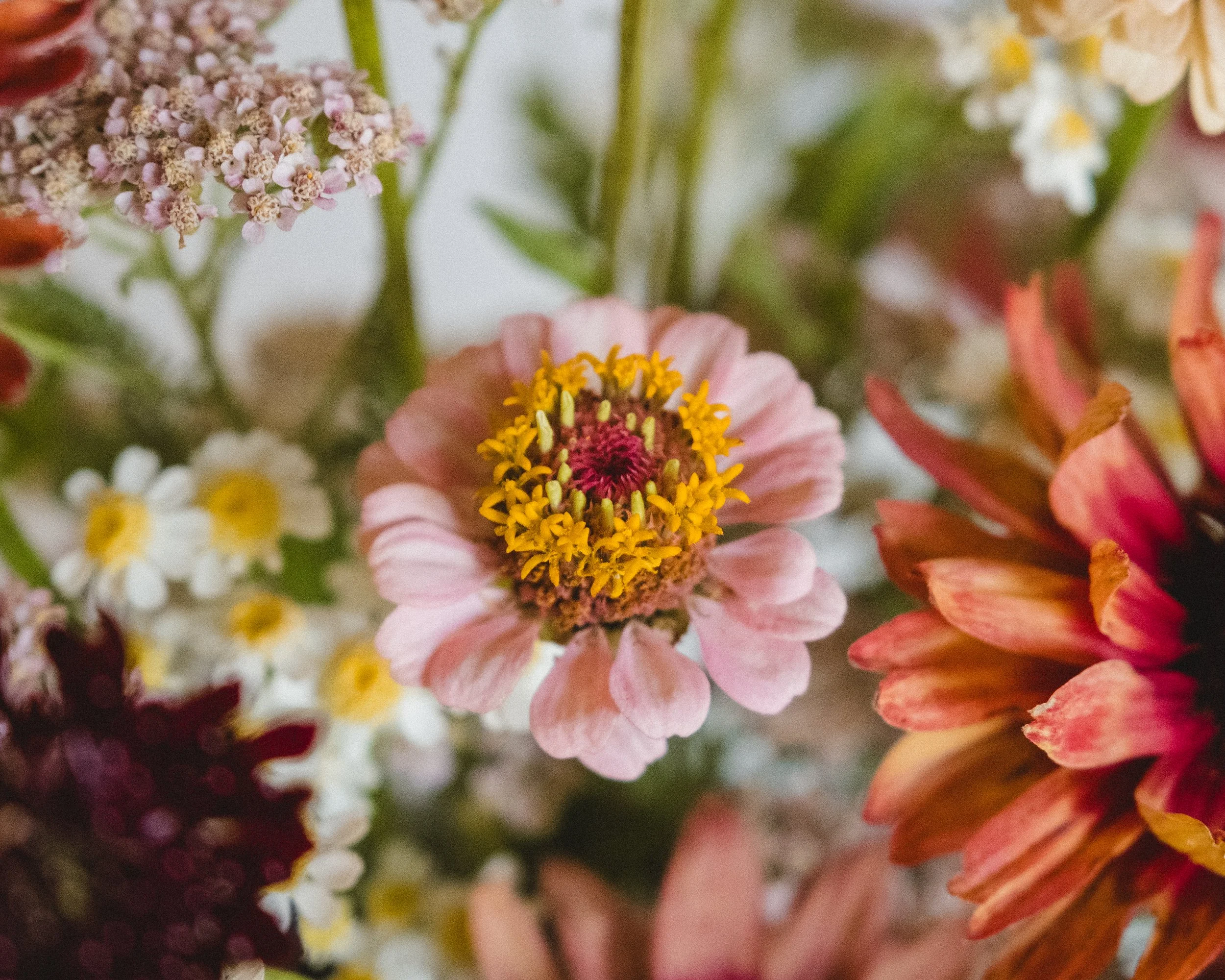 Close-up of various colorful flowers including pink, orange, white, and purple blooms with detailed petals and green stems.