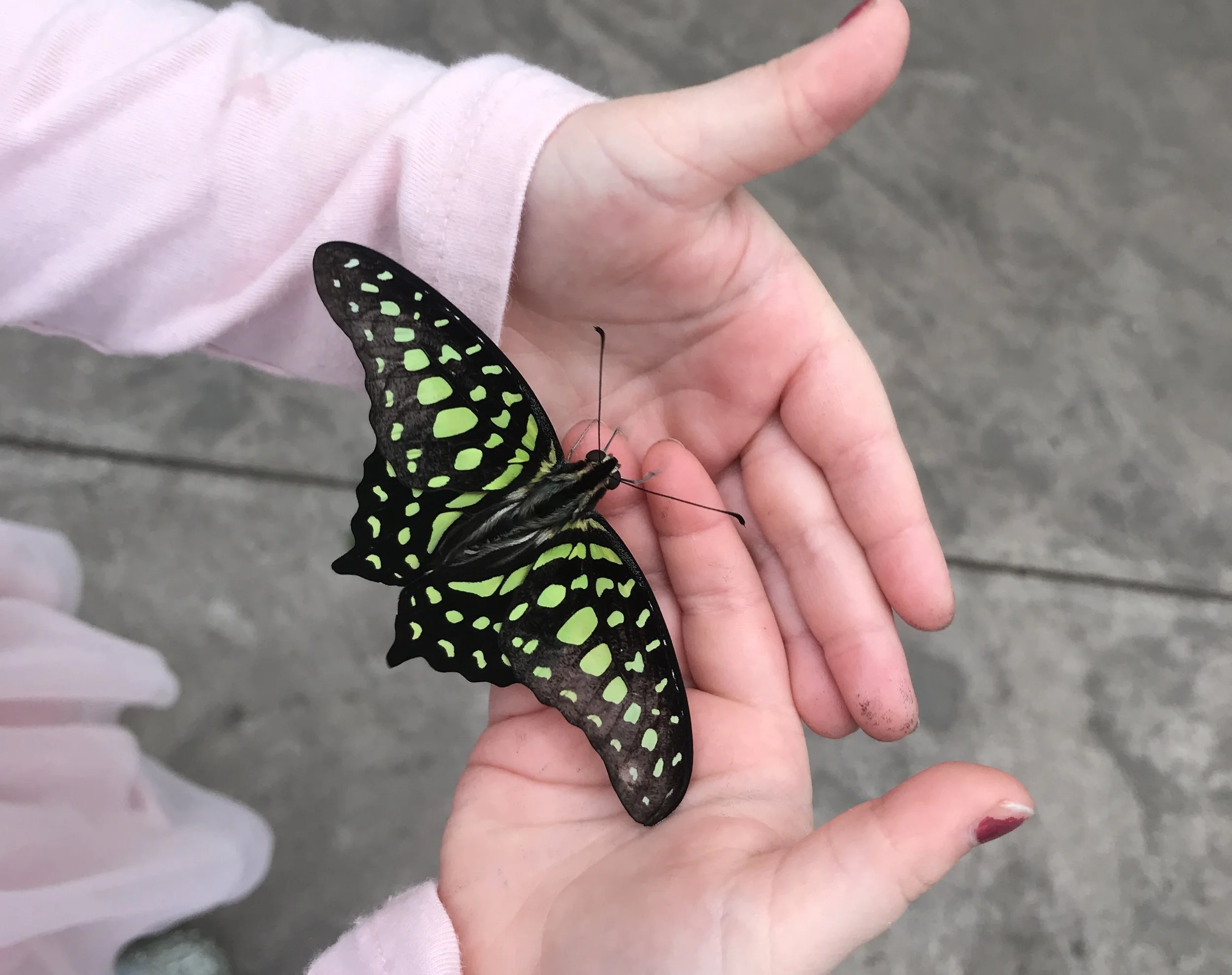 Becoming a Butterfly