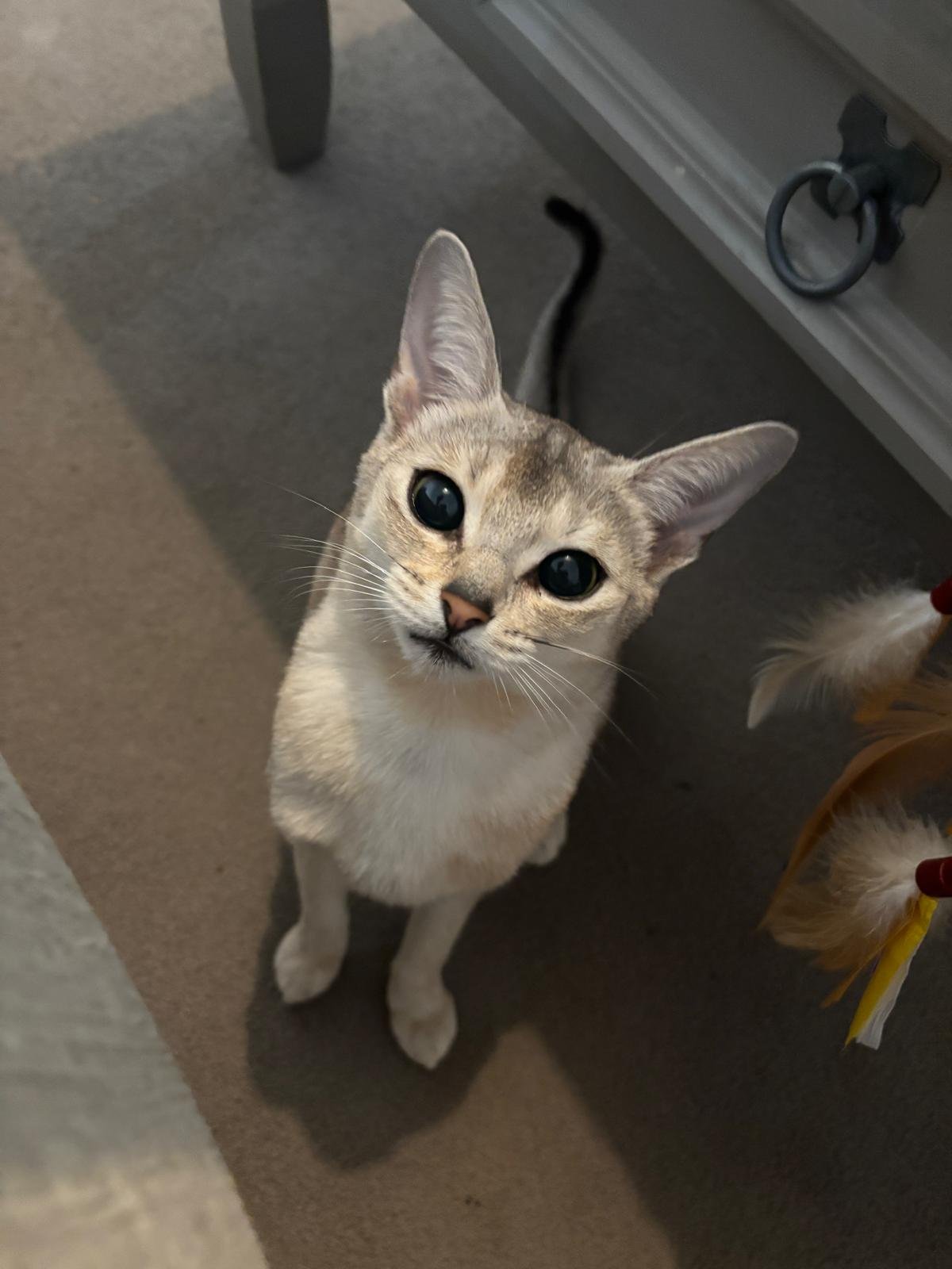 A light-colored cat with blue eyes looking up, standing on a carpeted floor near a piece of furniture and some decorations.