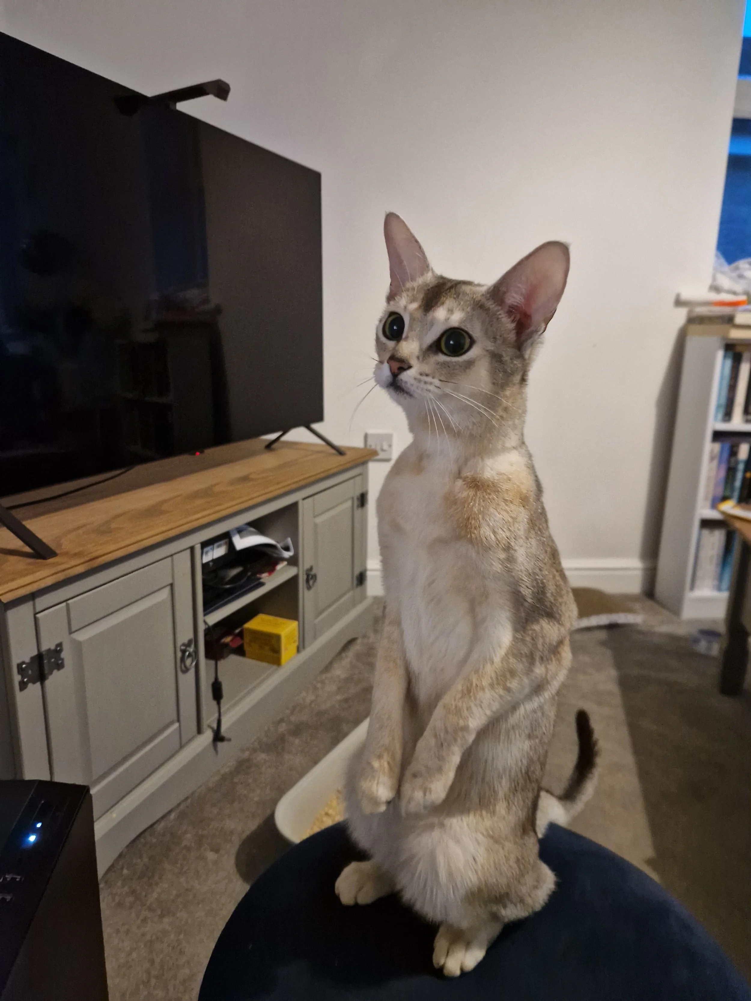 A domestic cat standing upright on its hind legs with front paws held together, in a living room with a TV, a cabinet, and bookshelves in the background.