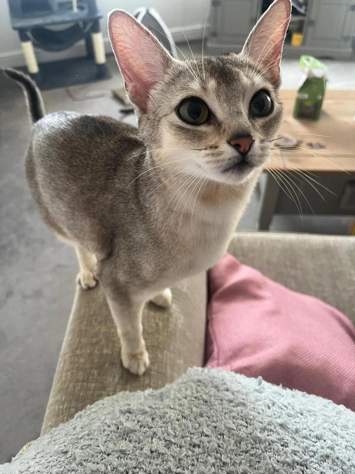 A curious gray and white cat standing on a beige couch, looking directly at the camera in a cozy indoor setting.