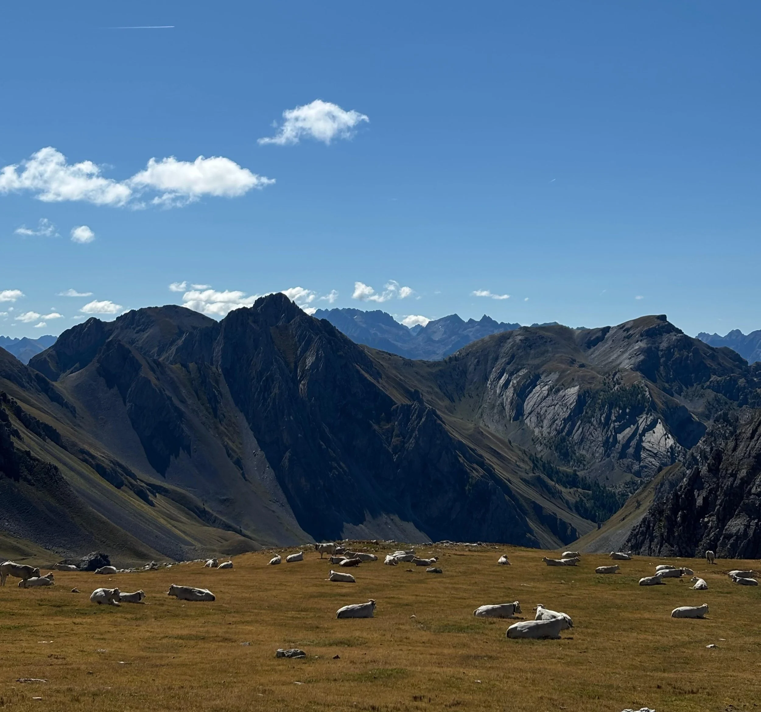 My Position to Other Animals