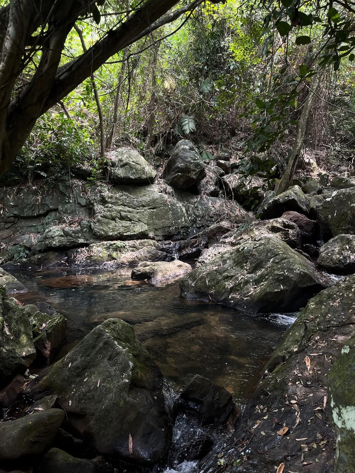 The Forest of Becoming