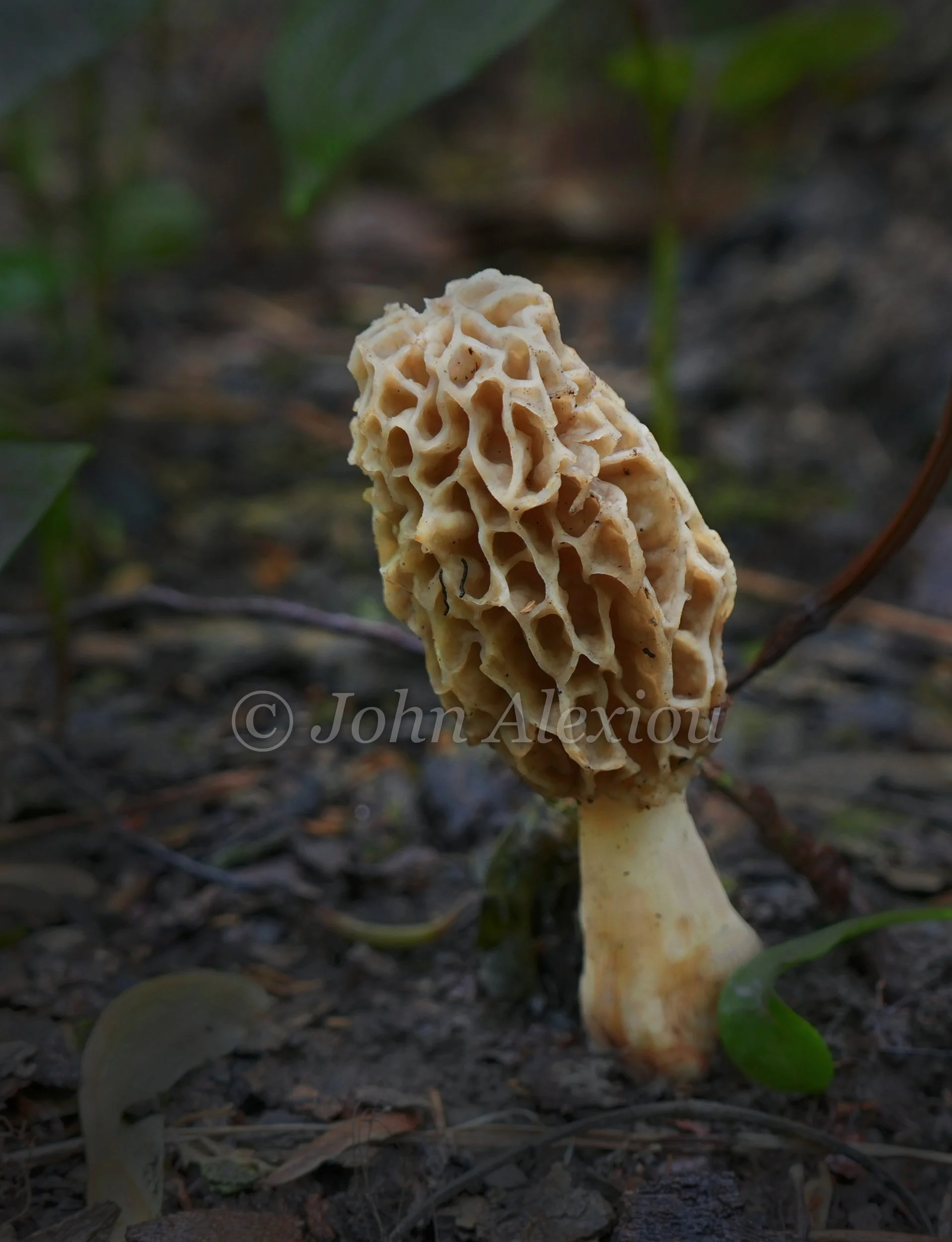 09 · Hidden in the Leaves
A morel rises through the leaf litter, its folded cap blending with the colors of the forest floor.
© John Alexiou · 2026 · Northeast Pennsylvania