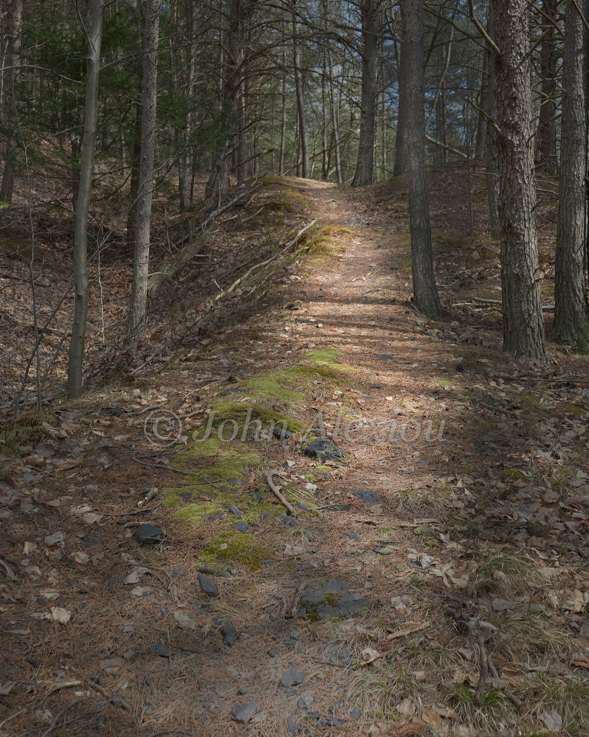 14 · Back into the Woods: A quiet earth path curves through a shaded forest.

© John Alexiou · 2025 · Mocanaqua