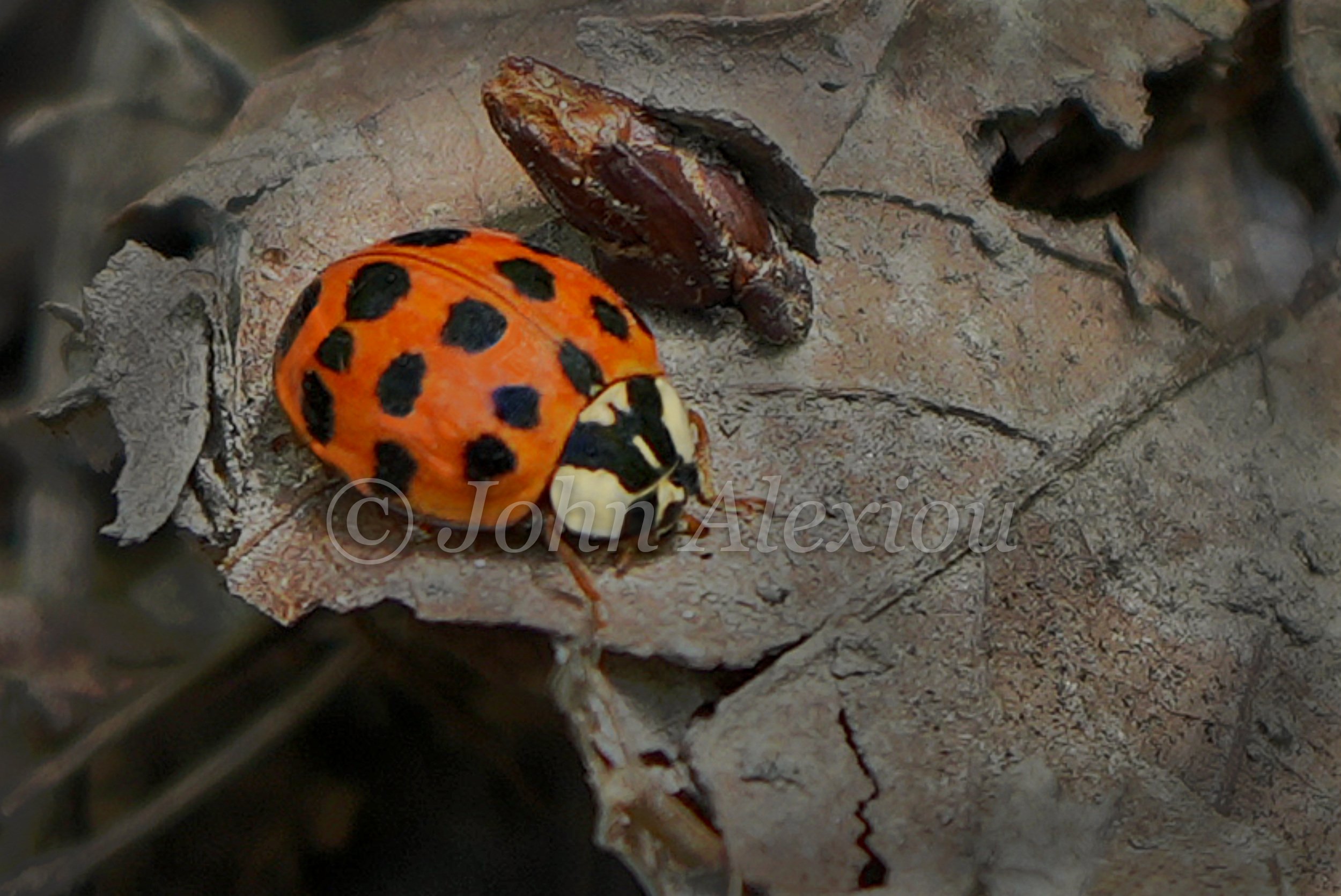 11 · Spots on Green
An orange, black-spotted beetle rests on a leaf, its bright shell standing out against the green.
© John Alexiou · 2026 · Northeast Pennsylvania