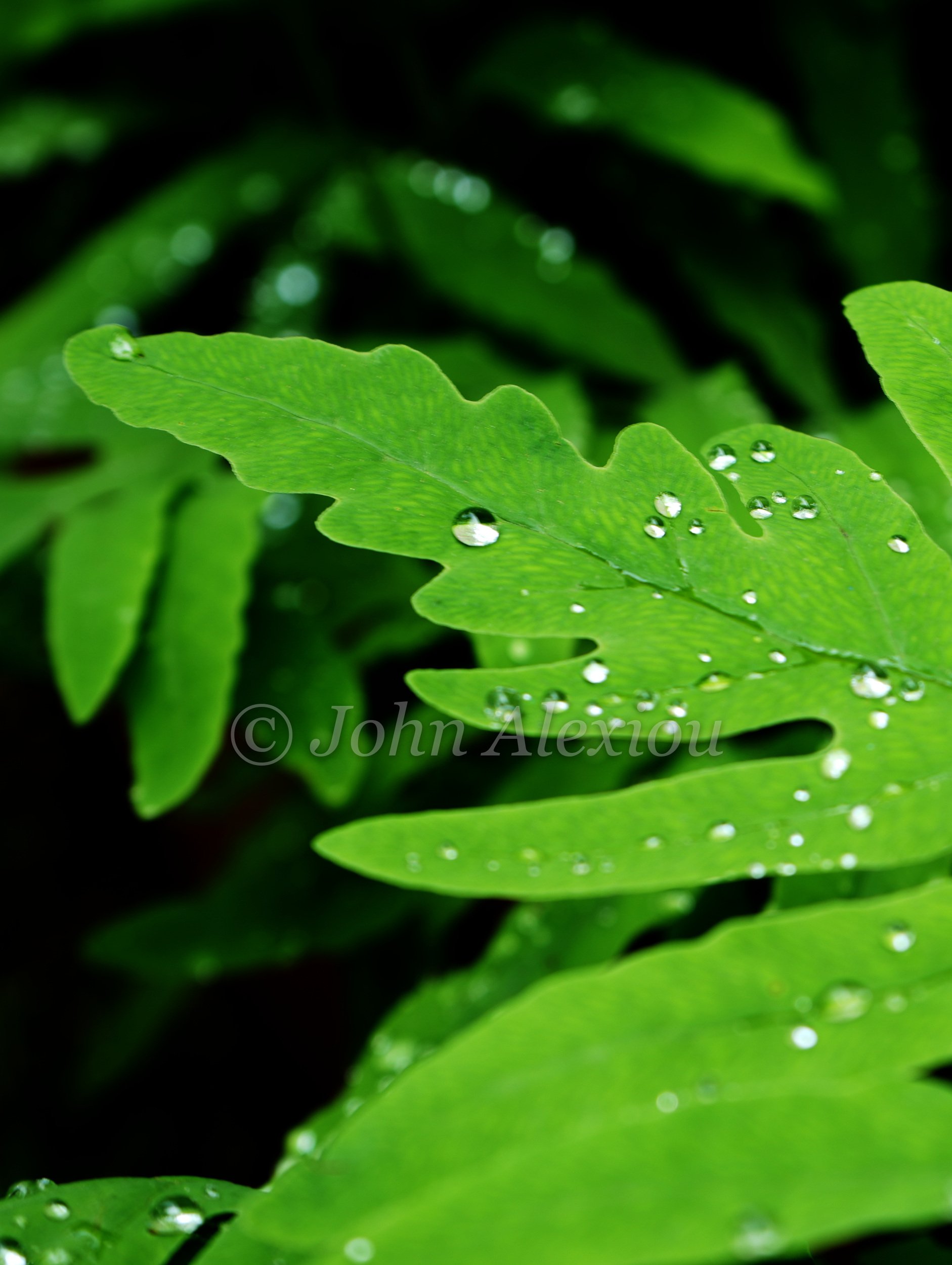 06 · Holding the Rain
Drops of water rest across a green leaf, following the folds and veins of its surface.
© John Alexiou · 2026 · Northeast Pennsylvania