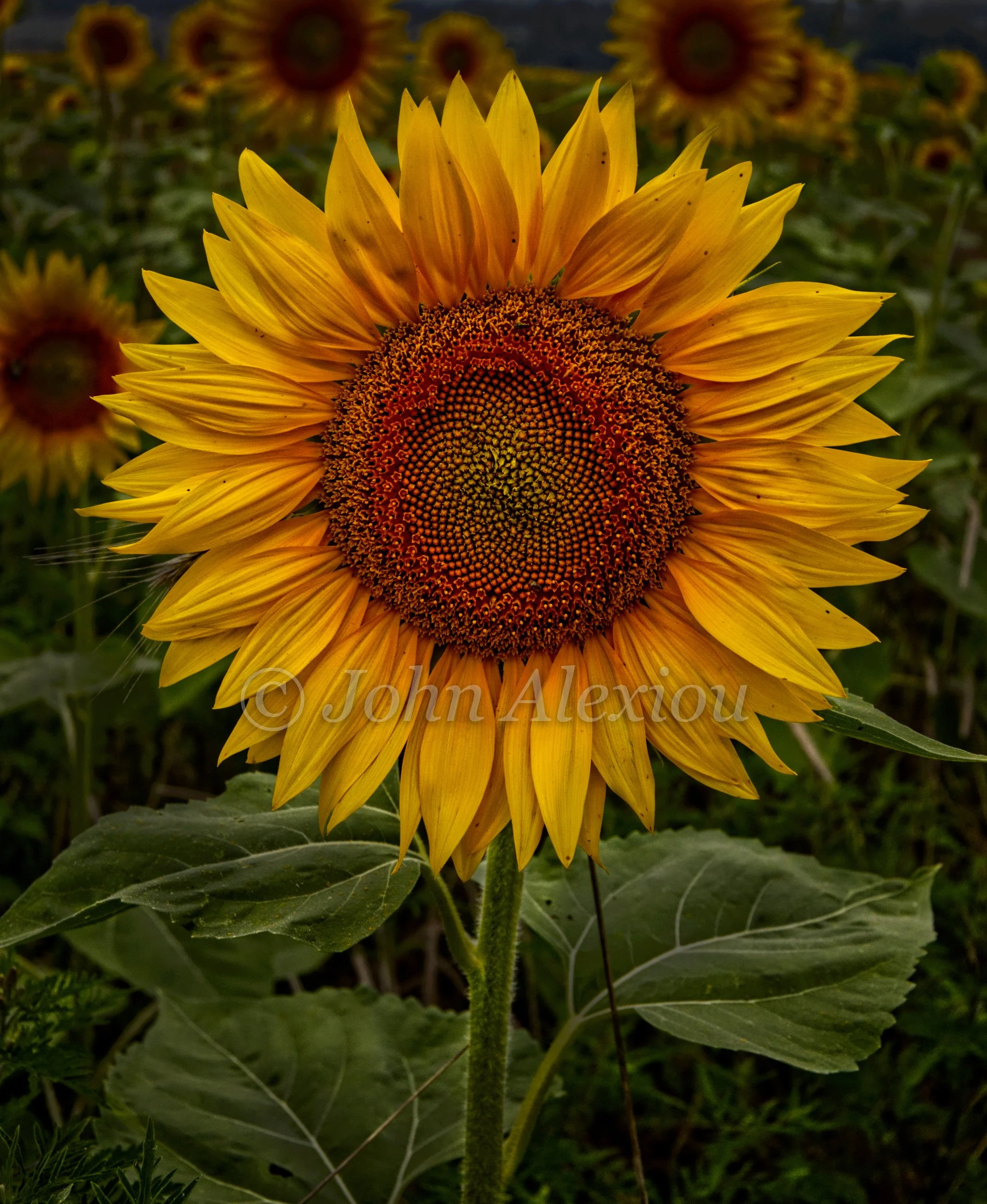 01 · A Face Full of Sunshine
Golden petals frame the sunflower's dark center against a soft green background.
© John Alexiou · 2026 · Northeast Pennsylvania