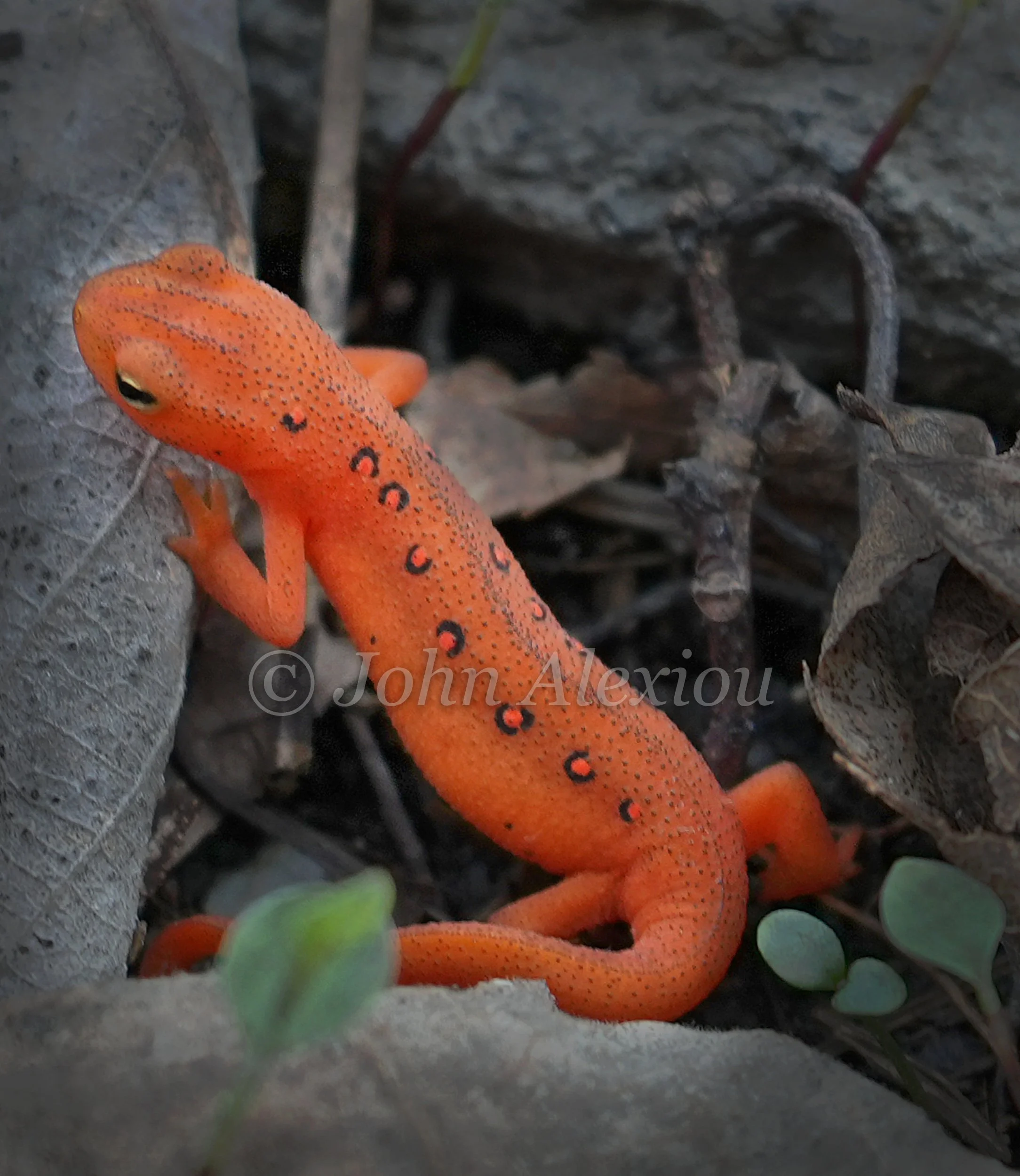 13 · Orange in the Leaf Litter
An orange newt stands among fallen leaves, with small red spots running along its back.
© John Alexiou · 2026 · Northeast Pennsylvania