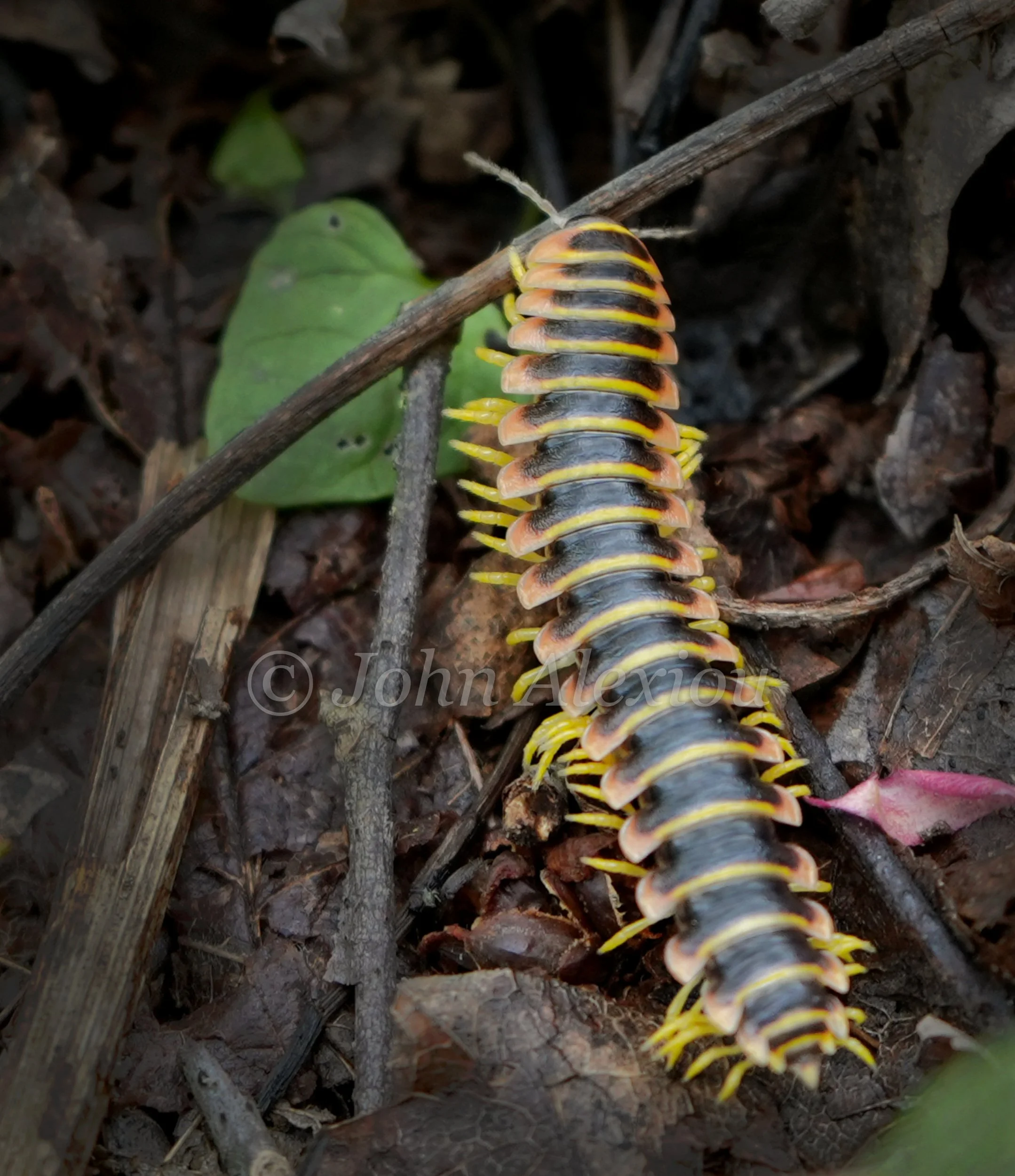 12 · Every Little Step
A yellow-and-black millipede moves across the ground, its many legs tracing the edge of its body.
© John Alexiou · 2026 · Northeast Pennsylvania