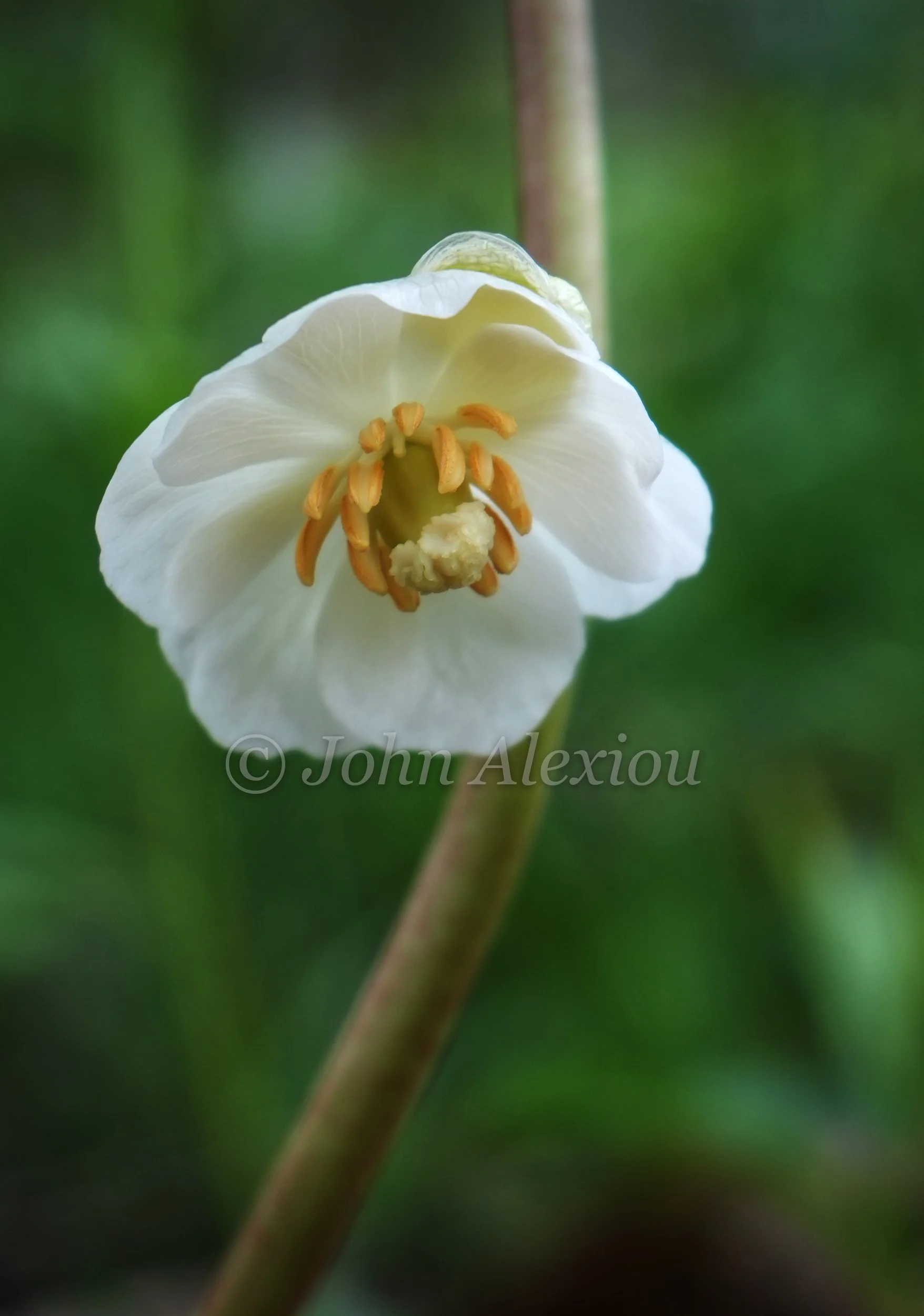 04 · Beneath the Leaves
A white bloom hangs below broad green leaves, with its yellow center turned toward the ground.
© John Alexiou · 2026 · Northeast Pennsylvania