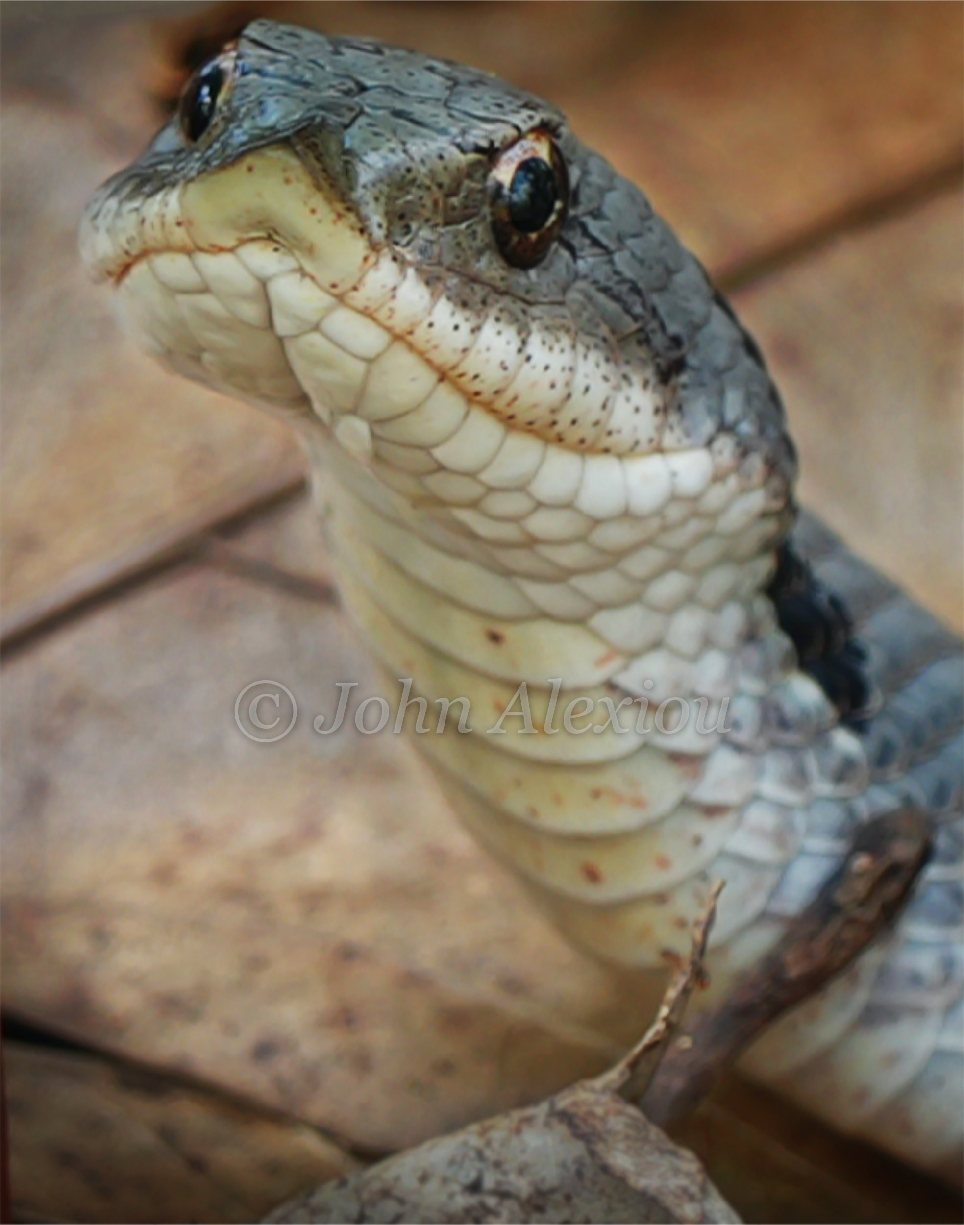 16 · Eye to Eye
A watersnake lifts its head above the ground, bringing its eye, dark scales, and pale chin into view.
© John Alexiou · 2026 · Northeast Pennsylvania