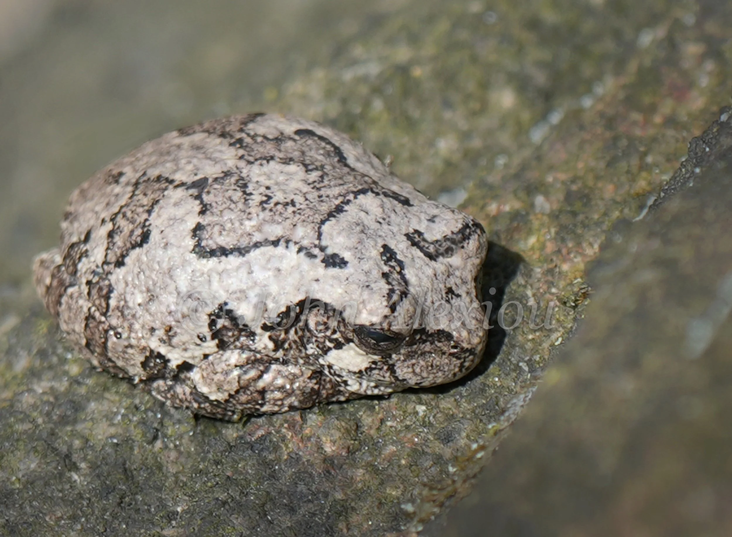 14 · Blending In
A mottled tree frog crouches on a rock, its gray pattern echoing the surface beneath it.
© John Alexiou · 2026 · Northeast Pennsylvania