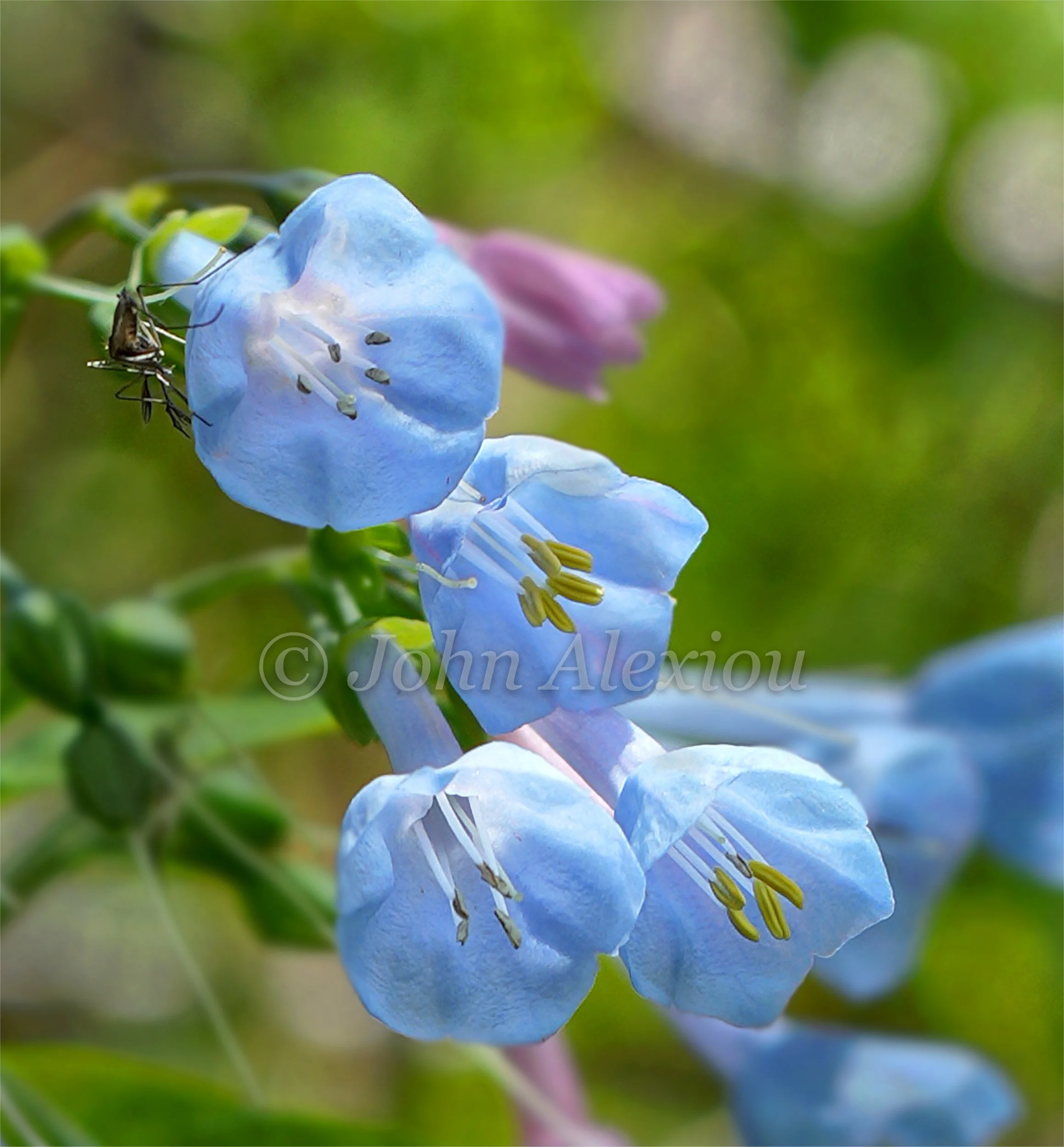 02 · Blue Among the Green
Blue flowers gather beneath fresh leaves, with a tiny visitor tucked among the petals.
© John Alexiou · 2026 · Northeast Pennsylvania