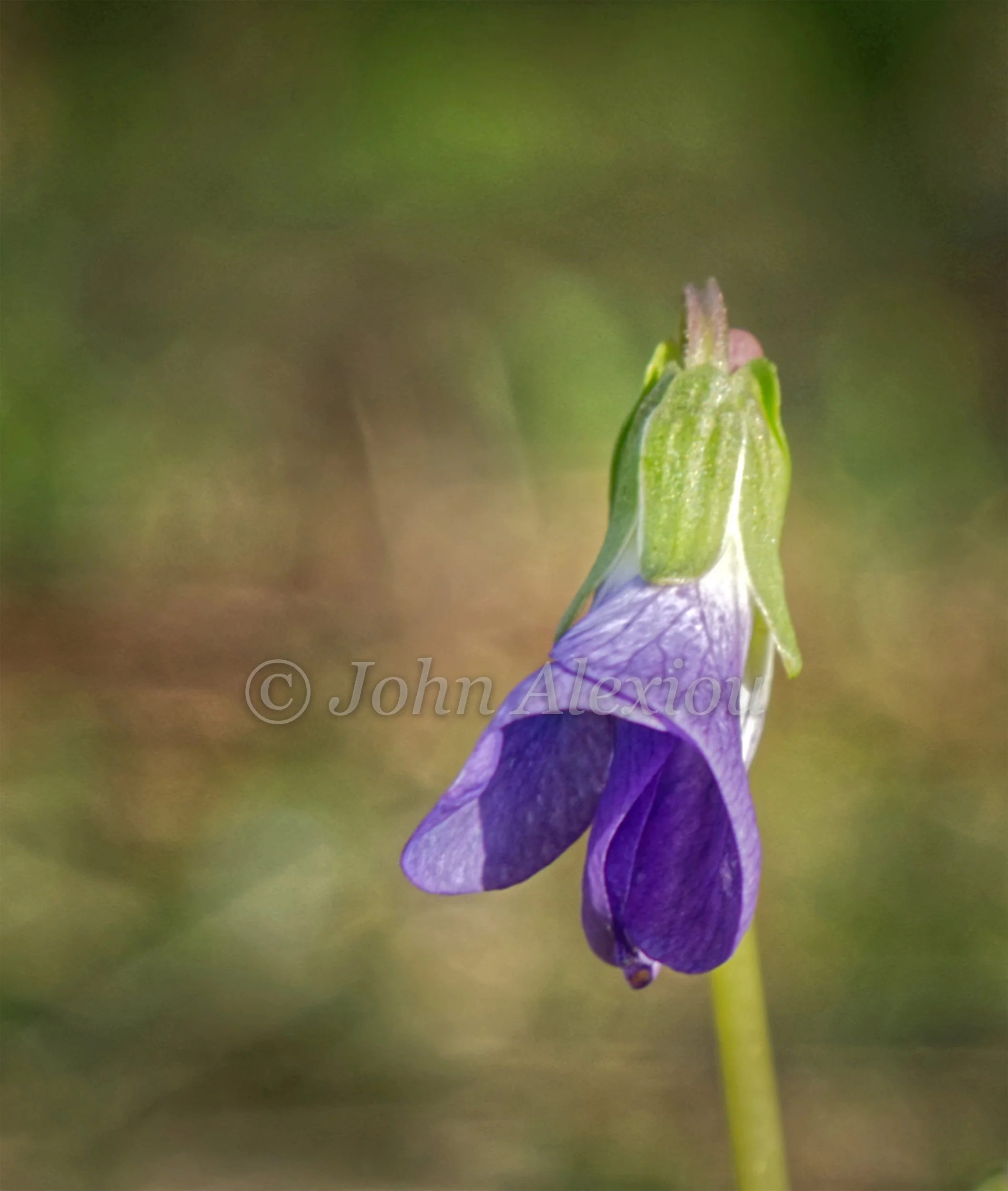 03 · One Small Violet
A purple flower bends toward the light, its pale center standing out against the green.
© John Alexiou · 2026 · Northeast Pennsylvania