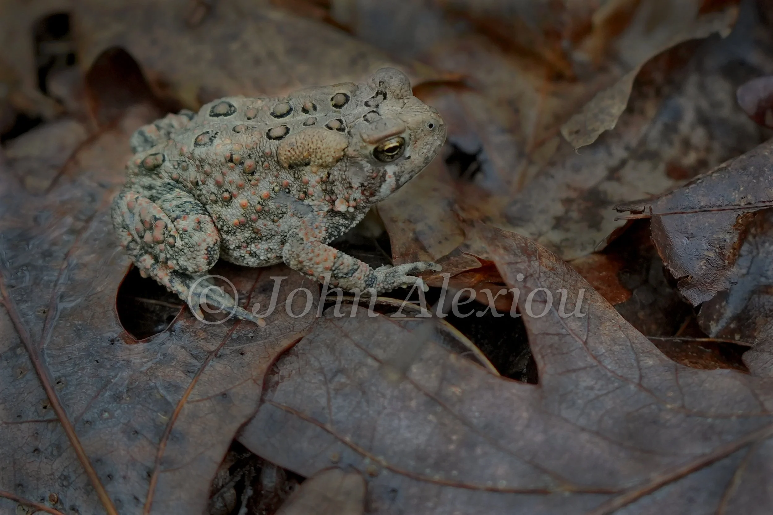 15 · At Ground Level
A toad rests among dry leaves, seen close enough to show the texture around its eye and skin.
© John Alexiou · 2026 · Northeast Pennsylvania