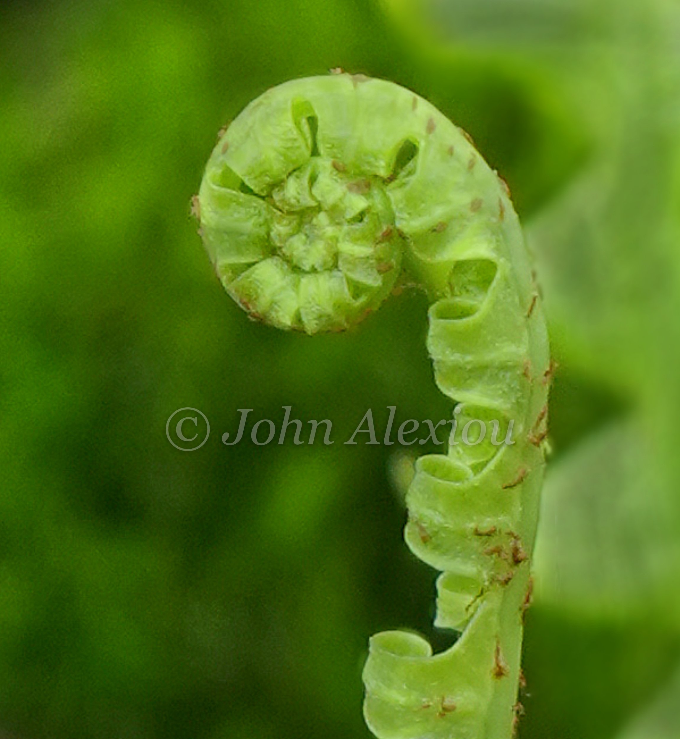 05 · Waiting to Unfold
A tightly curled fern rises from the woodland floor, its fine hairs catching the light.
© John Alexiou · 2026 · Northeast Pennsylvania