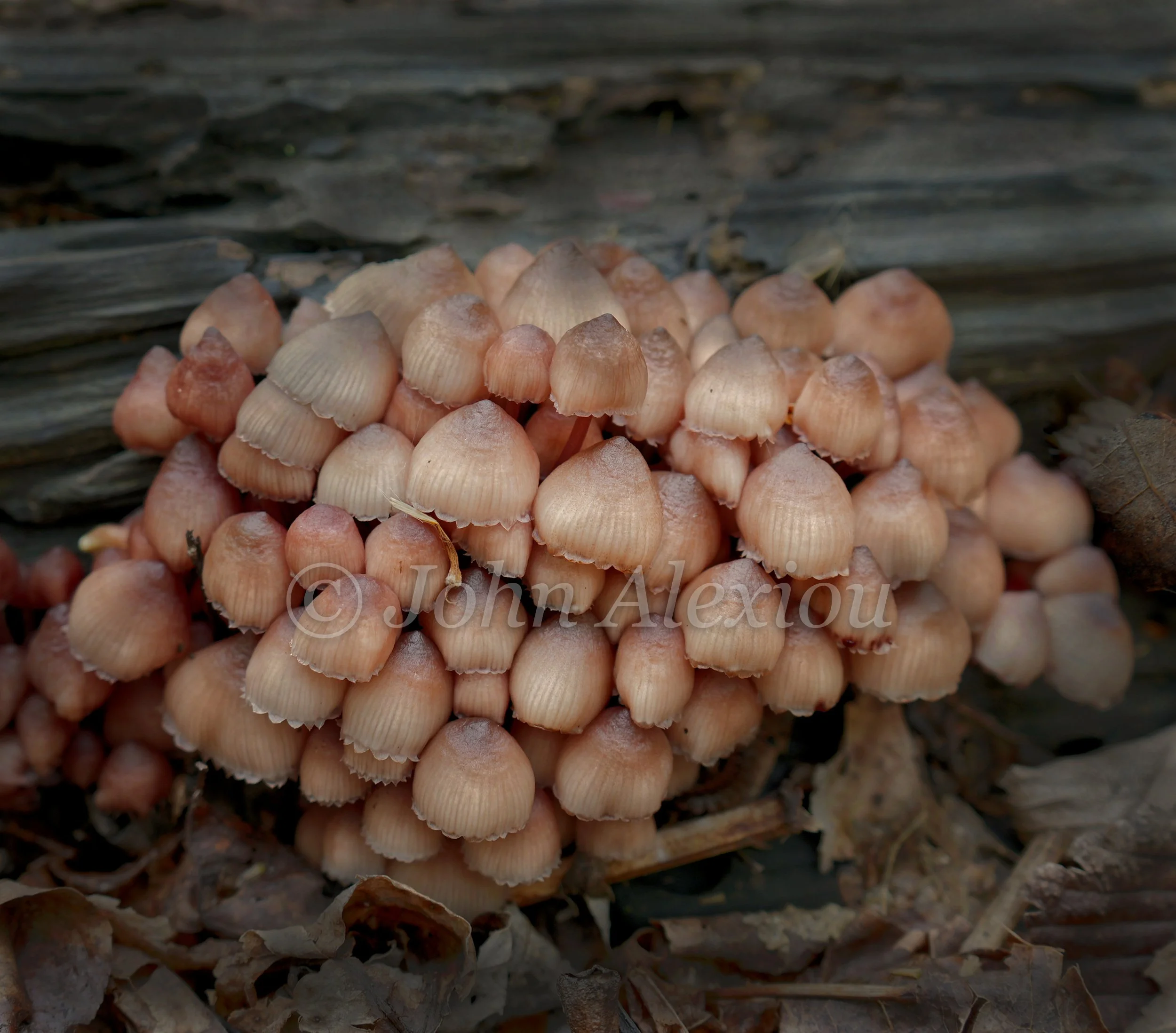 08 · Gathered at the Log
A cluster of brown mushrooms grows beside dark wood, their rounded caps overlapping.
© John Alexiou · 2026 · Northeast Pennsylvania