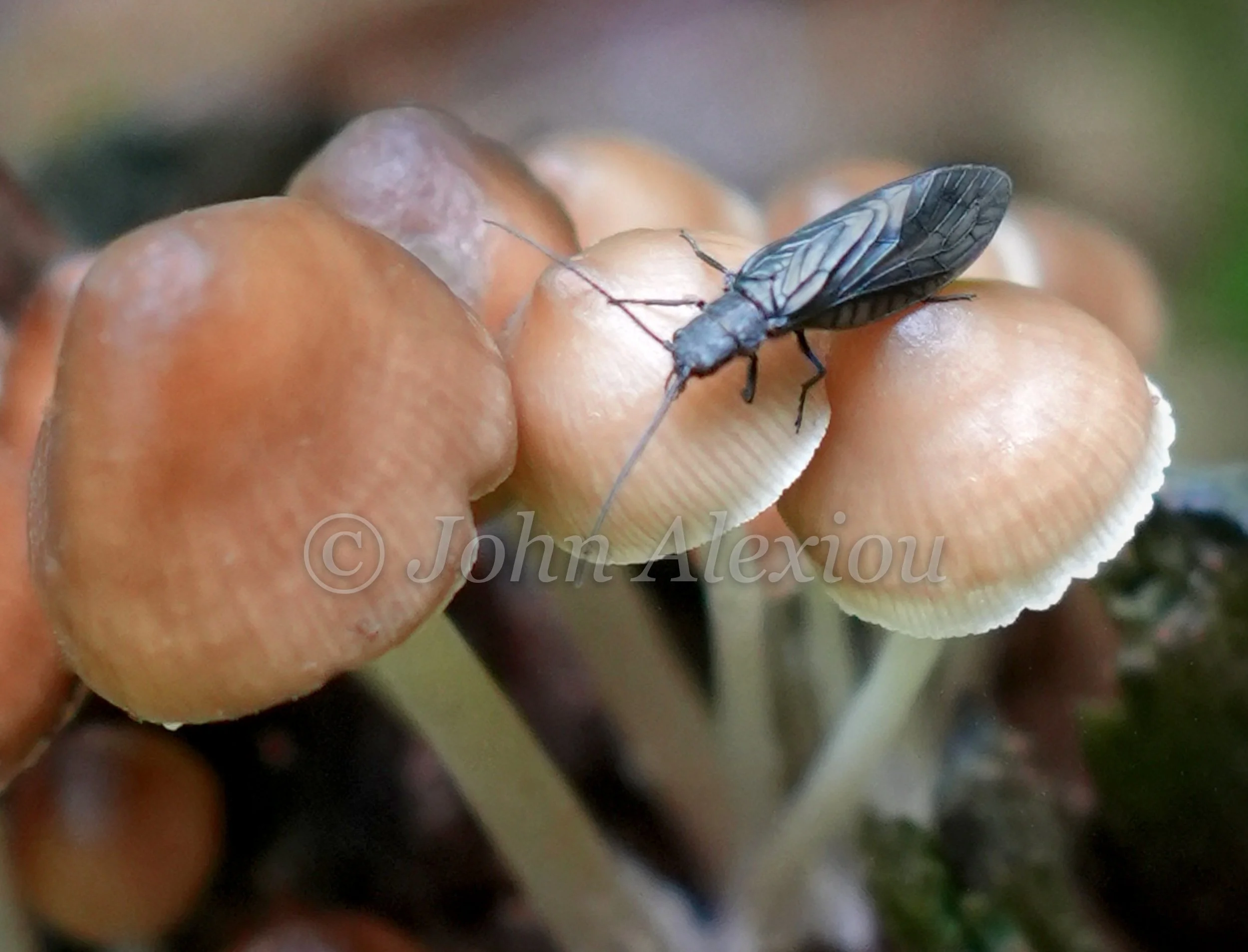 10 · A Small Place to Land
A long-antennaed insect rests on pale mushroom caps above the darker woodland floor.
© John Alexiou · 2026 · Northeast Pennsylvania