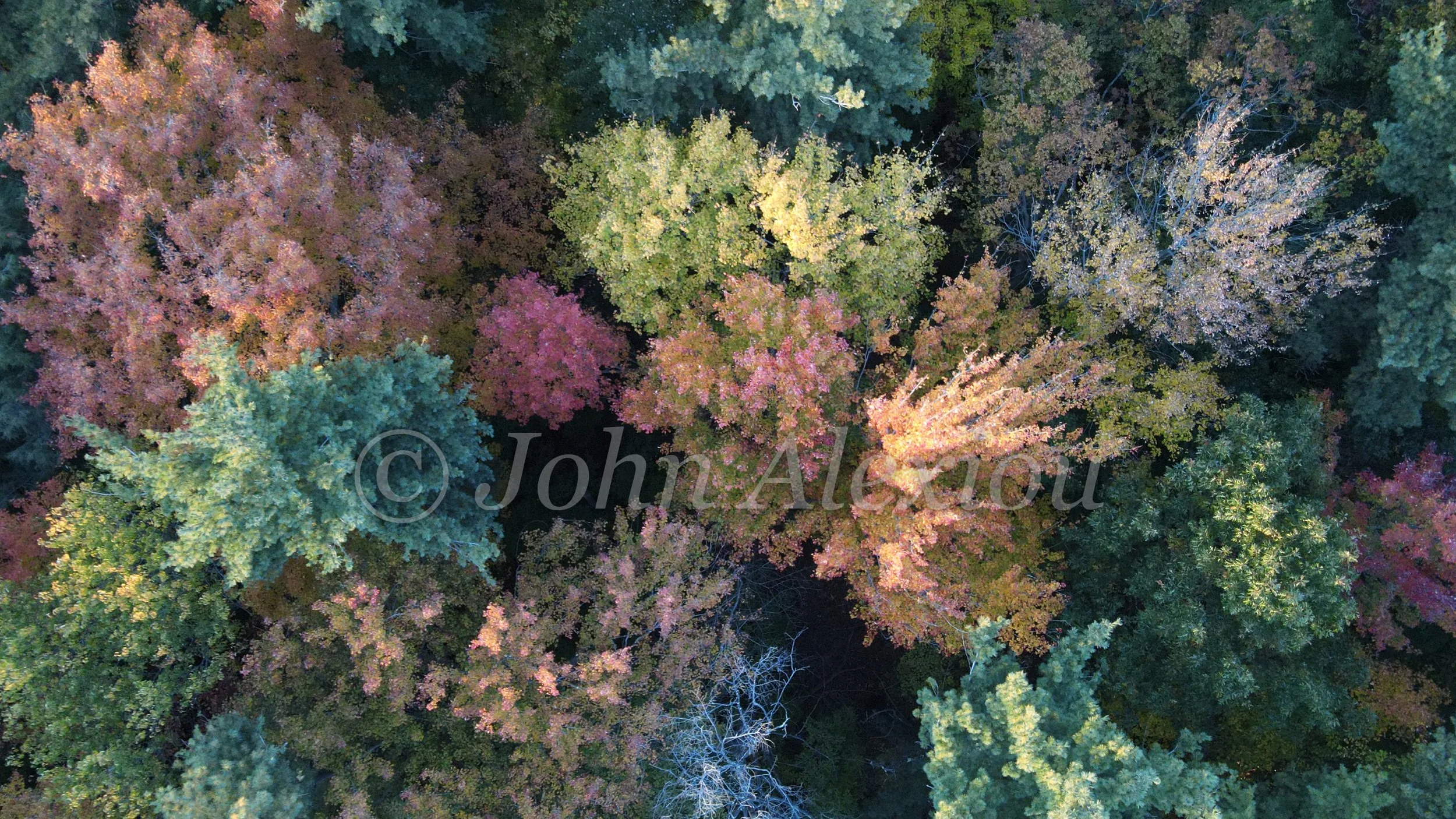 05 · A Canopy of Fall Colors
Seen from directly above, separate crowns make a patchwork of autumn color.
© John Alexiou · 2022
DJI FC3170 · 4.5 mm · f/2.8 · 1/6 s · ISO 800