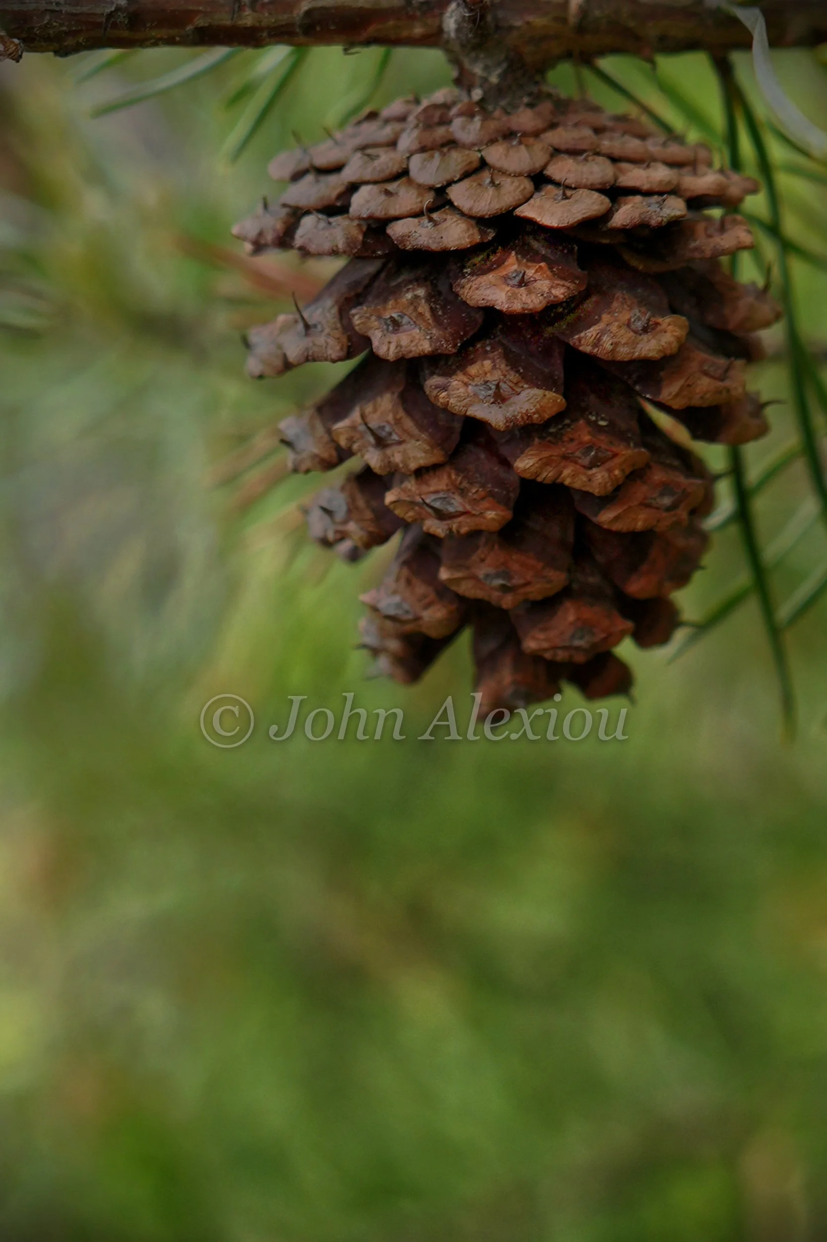 07 · Hanging in the Quiet
A pine cone hangs from a slender branch, its layered scales set against a wash of green.
© John Alexiou · 2026 · Northeast Pennsylvania