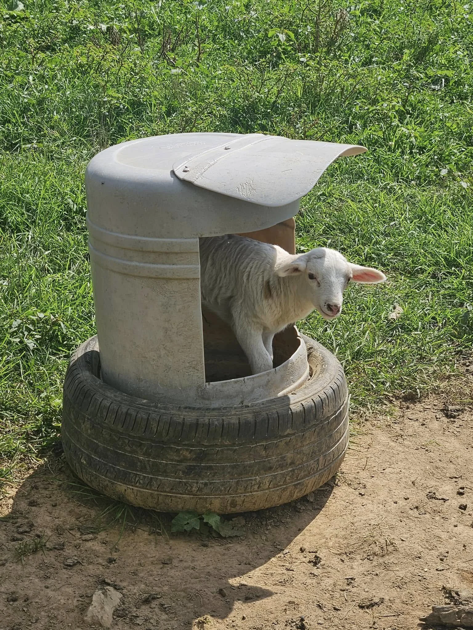 Lamb in Feeder.jpg