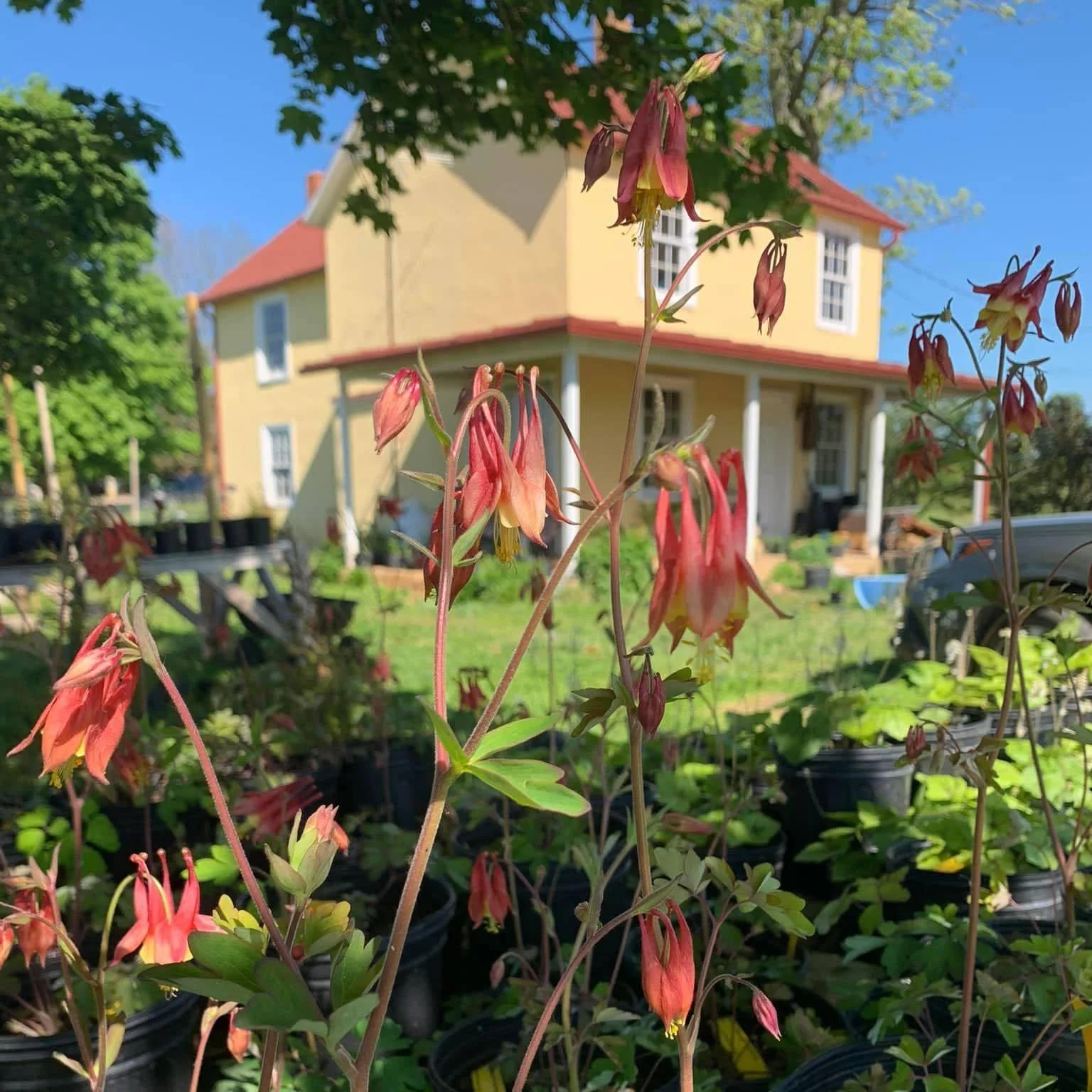 🌼 Yellow House Natives
Owner Wendy Dorsey loves sharing native plants that thrive in our local ecosystem. From HOA yards to naturalized landscapes, she can help you find the right plants for your space.

Visit YELLOW HOUSE native nursery, nestled in