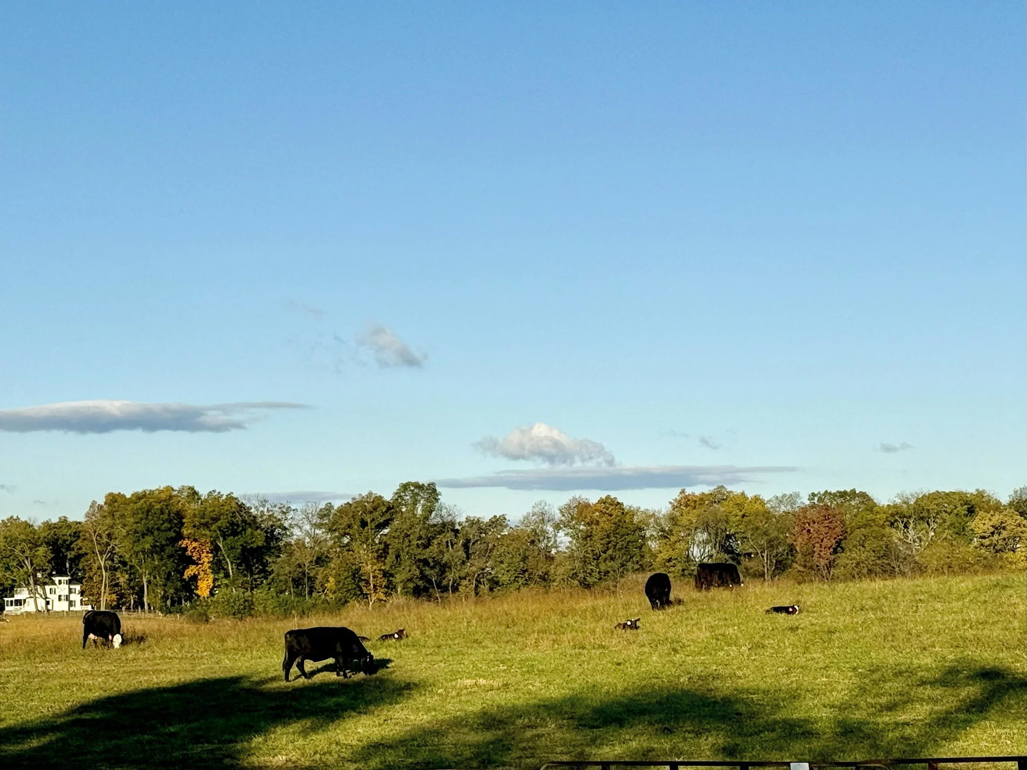 If you&rsquo;ve noticed a few tiny black dots out in our pastures lately, don&rsquo;t worry&mdash;it&rsquo;s just our newest Clermont calves settling into farm life! 🐮🌱

These &ldquo;beefy babies&rdquo; will spend their days grazing and growing und