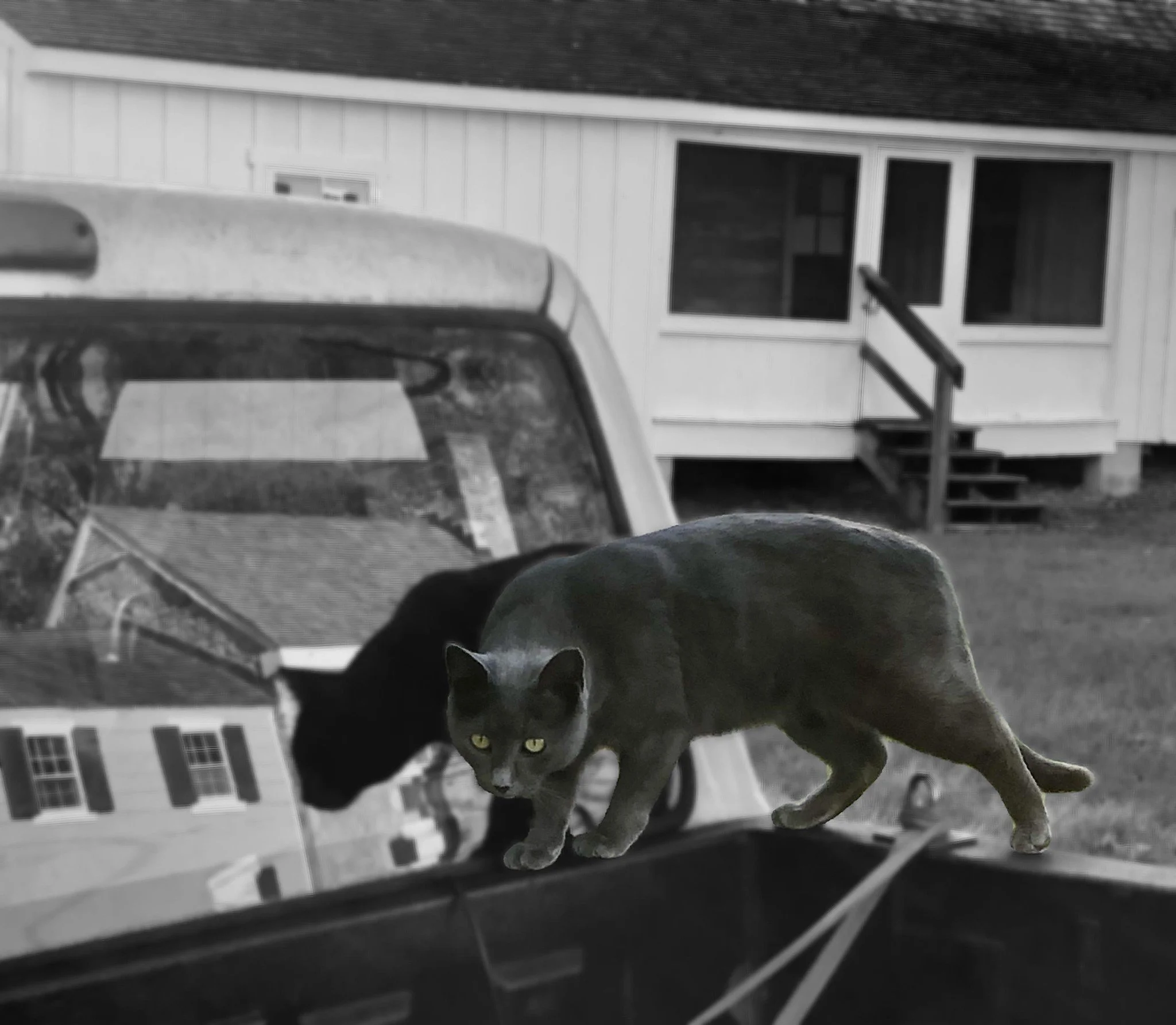 Every farm needs a good supervisor… and around here, her name is Miss Cleo. 😼
Whether it’s watching the team mend fences, inspecting herd movement, or perching regally on a hay bale during morning chores, Cleo makes sure everything is r