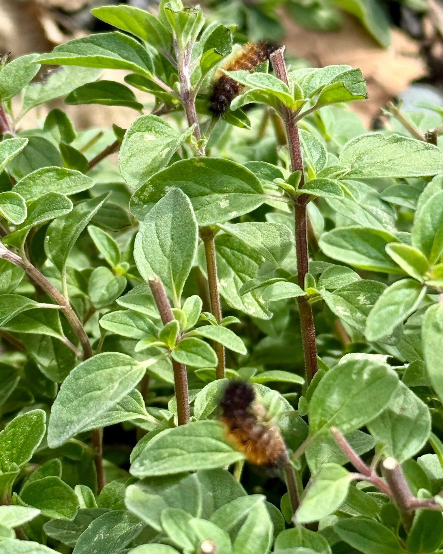 🐛Fall at Clermont just got a little fuzzier &mdash; we&rsquo;ve discovered a batch of woolly bear caterpillar babies!
These fuzzy little creatures are more than just cute; they&rsquo;re also part of one of the oldest bits of American weather folklor
