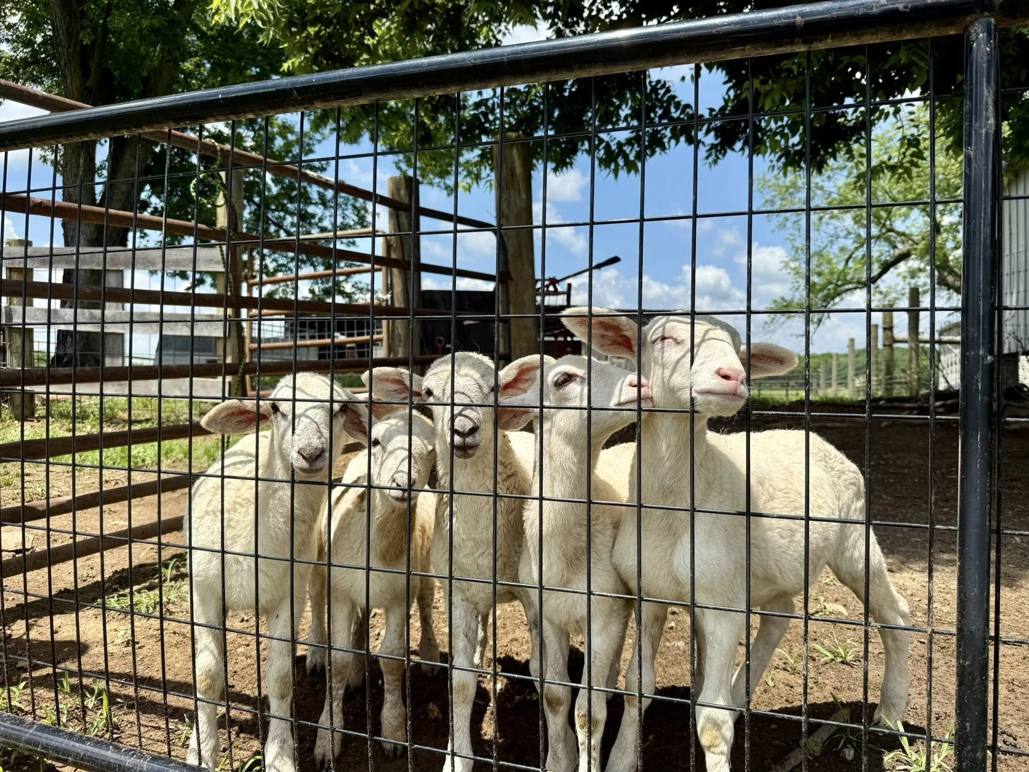 Meet the Lambs &amp; Working Farm Tour