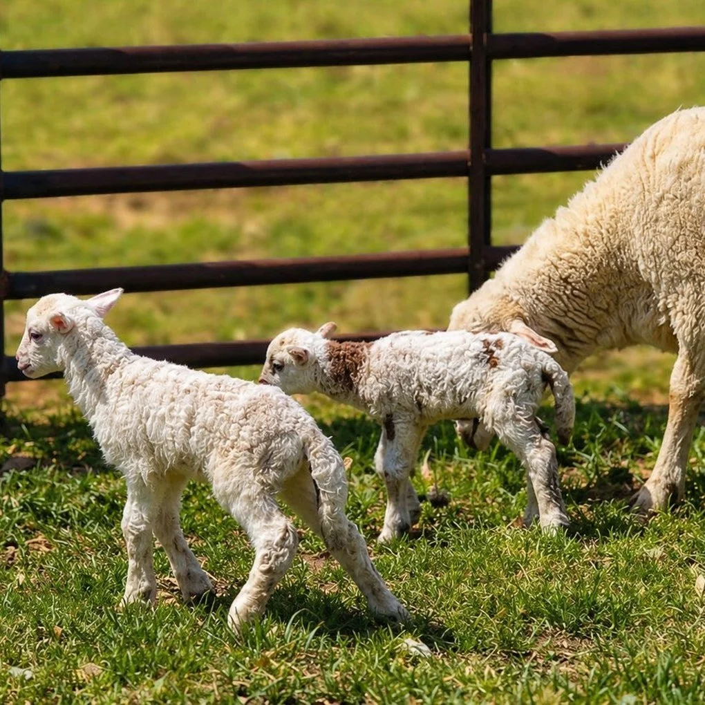Spring always brings new life to Clermont, and this week it brought some of the sweetest little faces on the farm&hellip;

Lambing Season has officially begun! 🐑🌱

Our first lambs are here and already exploring the pasture on those wobbly little le