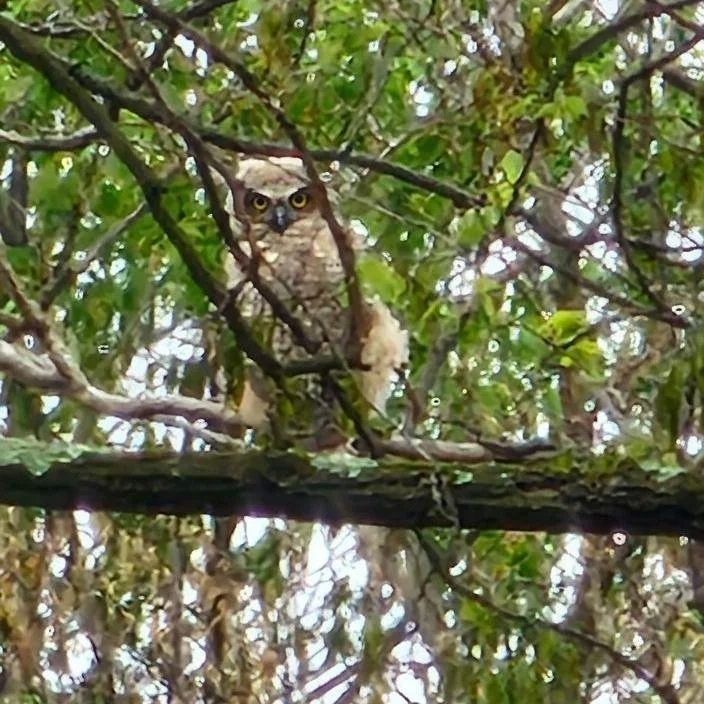 Sunday gave us one of those quiet Clermont moments you just can&rsquo;t plan for&hellip;

A pair of juvenile Great Horned Owls, tucked into the trees, watching the farm as if they owned the place. 🦉🦉

It&rsquo;s easy to think of Clermont only in te