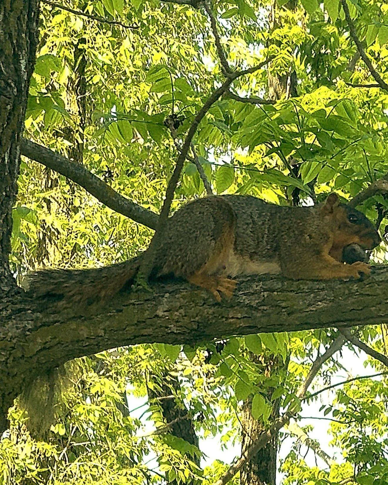 🐿️ A special wildlife sighting at Clermont this morning!

One of our resident fox squirrels made an appearance &mdash; and if you&rsquo;ve never seen one before, you&rsquo;re not alone. Much rarer than Virginia&rsquo;s common gray squirrels, fox squ