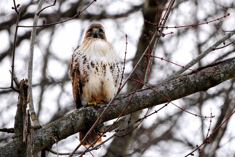 Red-tailed Hawk.jpg