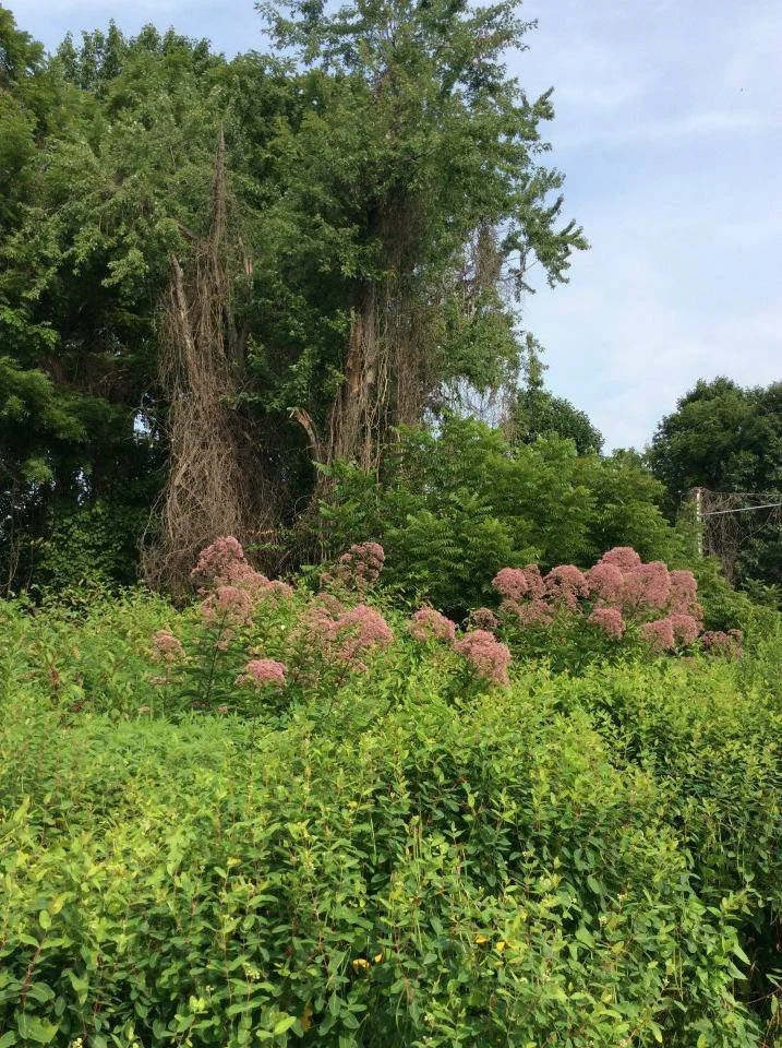 Borge Street Park, Oakton