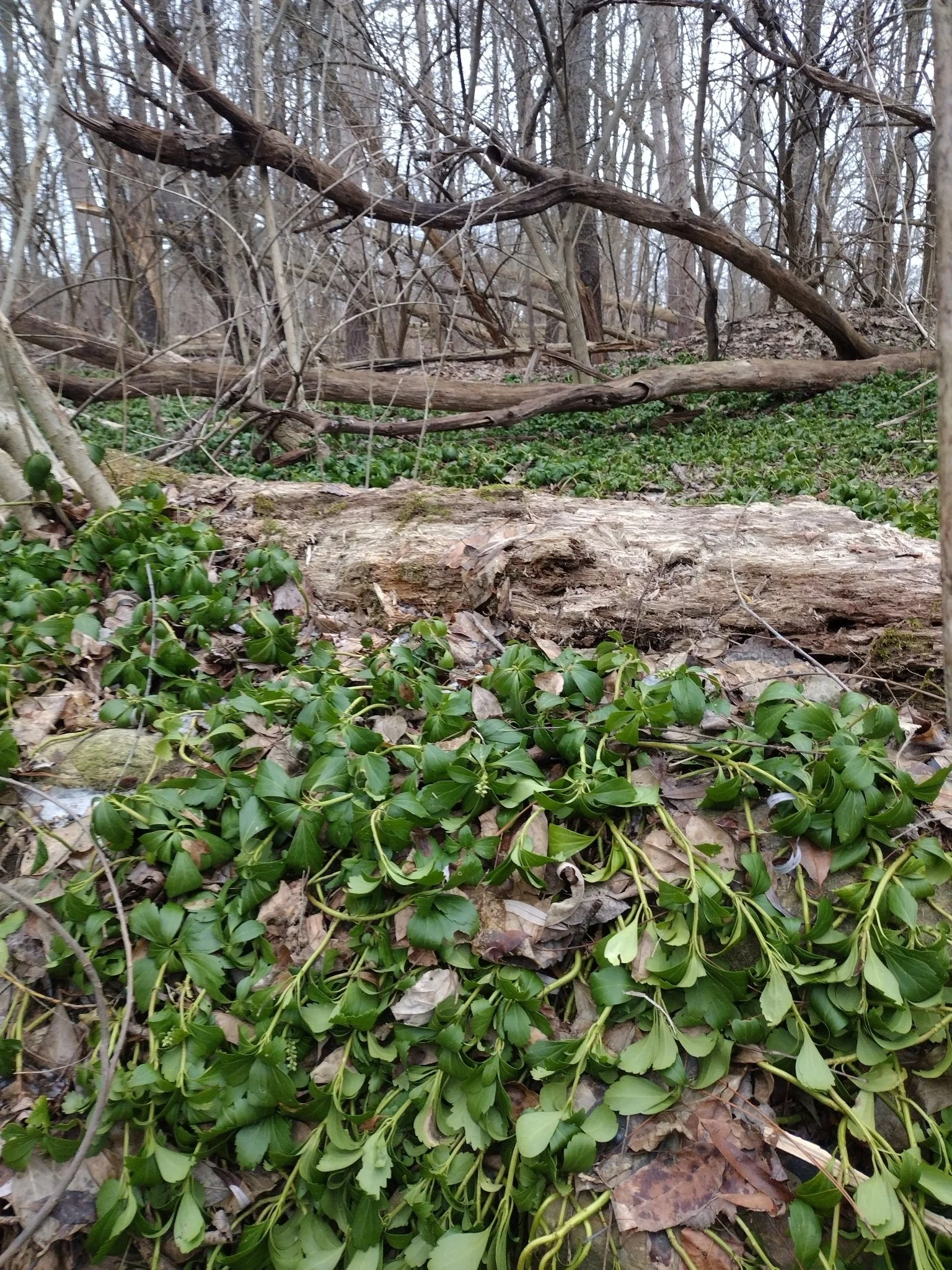 Japanese Pachysandra 