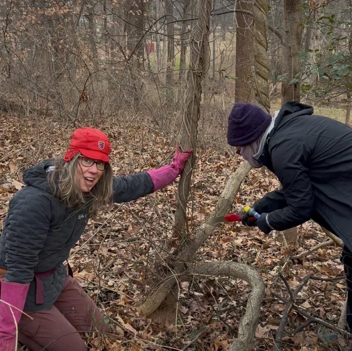Clifton Tree Rescuers
