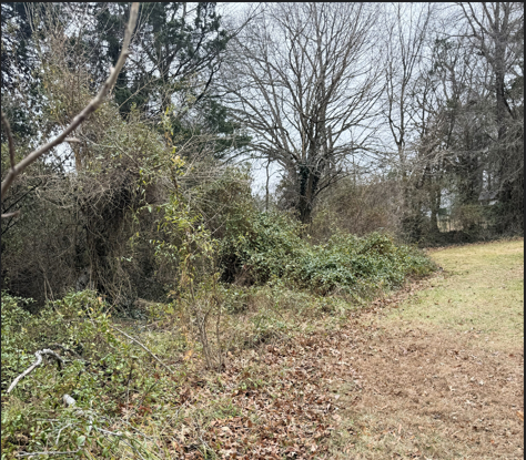 Japanese Honeysuckle: Tree Killer