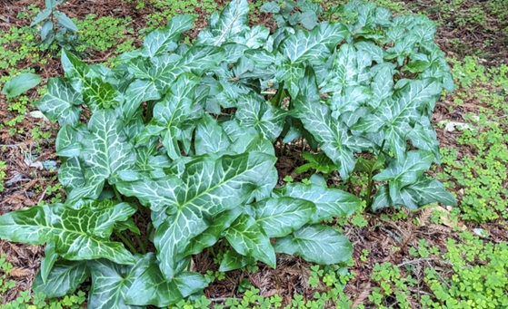 ITALIAN ARUM - EDRR species