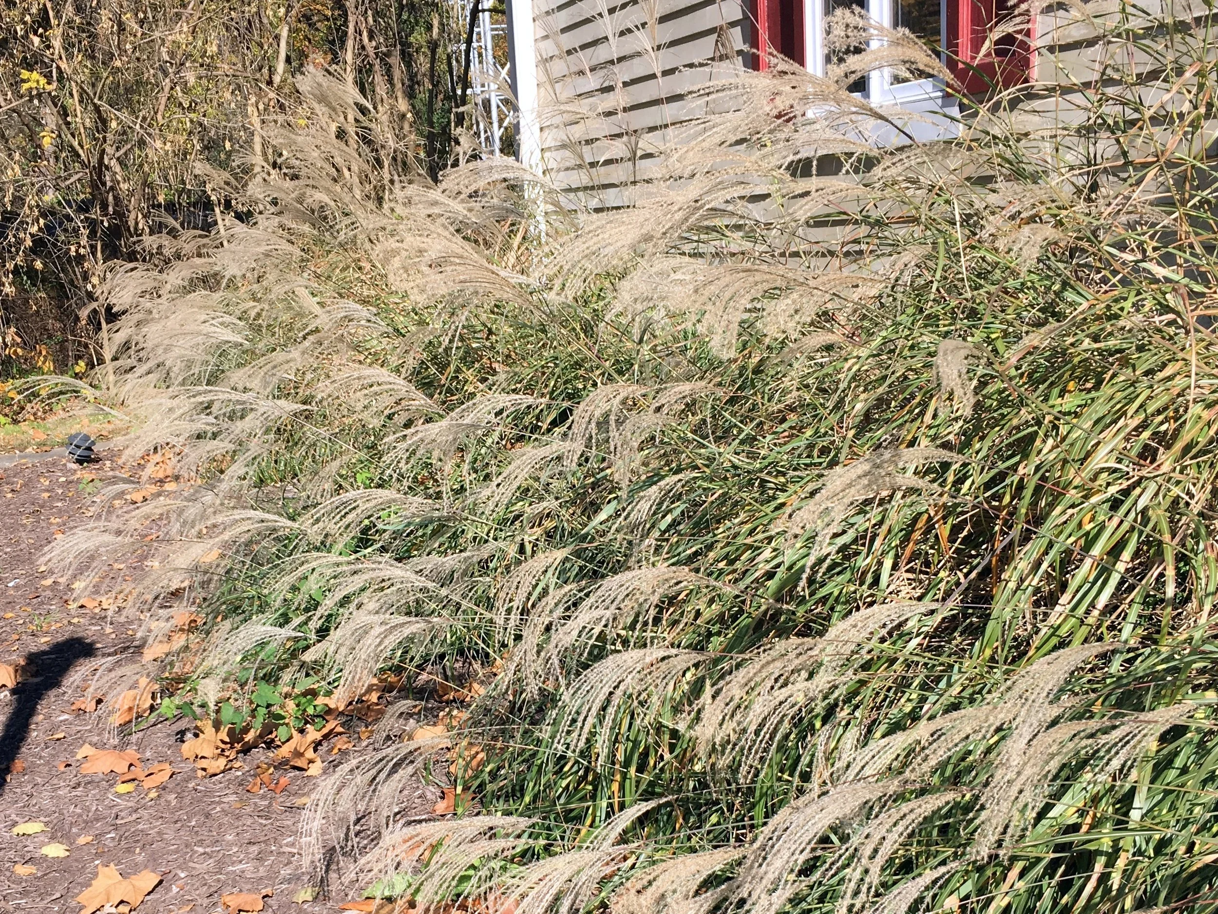 Miscanthus Grass