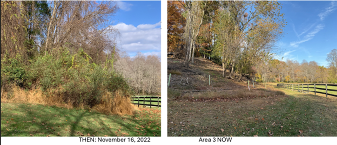 Testing Invasive Plant Removal Strategies at Fox Lake