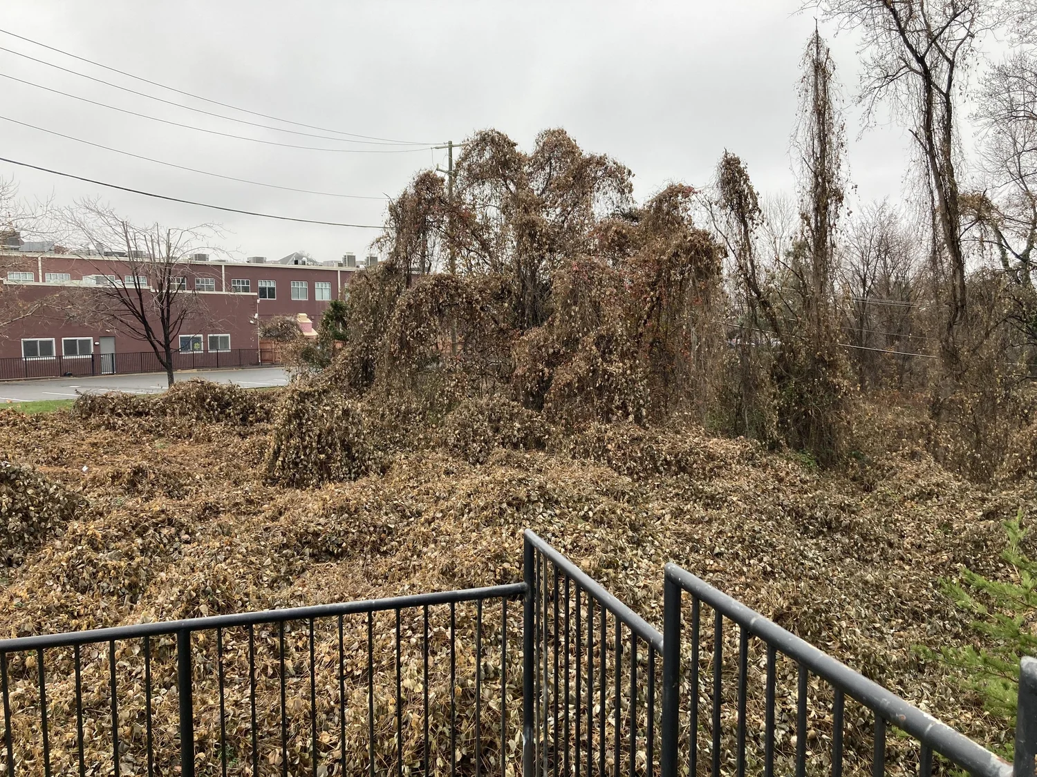 Fairfax Tree Rescuers