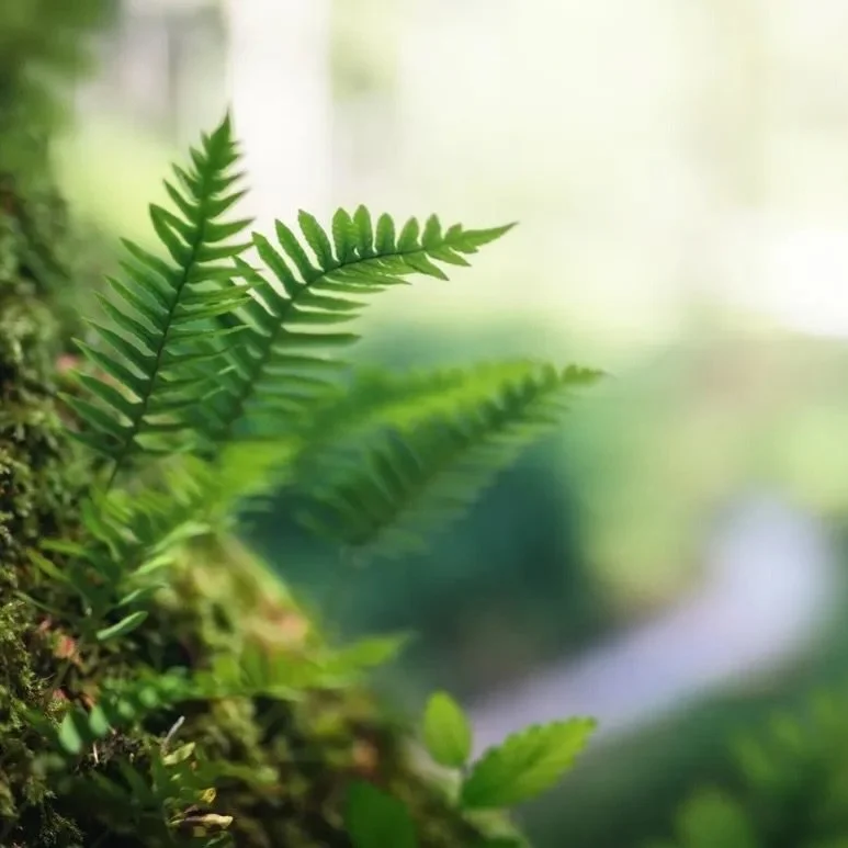 Olympic National Rainforest 🌧️

#poulsbowashington #bainbridge #kingstonwa #suquamish #seattle #kitsap #winslow #gigharbor #vashonisland #fridayharbor #victoriabc #porttownsend #sequimbay #rochharborresort #whidebyisland