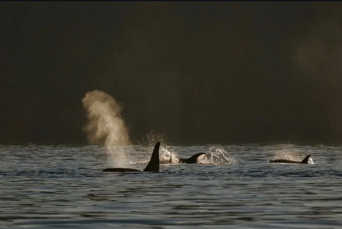 Resident orca pods this morning ✨

#poulsbowashington #bainbridge #kingstonwa #suquamish #seattle kitsap winslow gigharbor vashonisland fridayharbor victoriabc porttownsend sequimbay rochharborresort whidebyisland