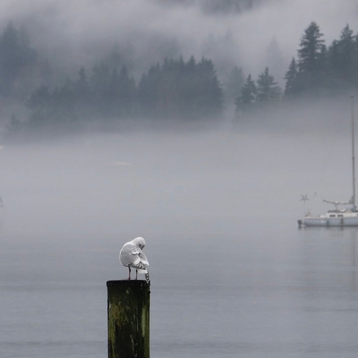 EARTHDAY 🌍 

📸 @historicpoulsbo